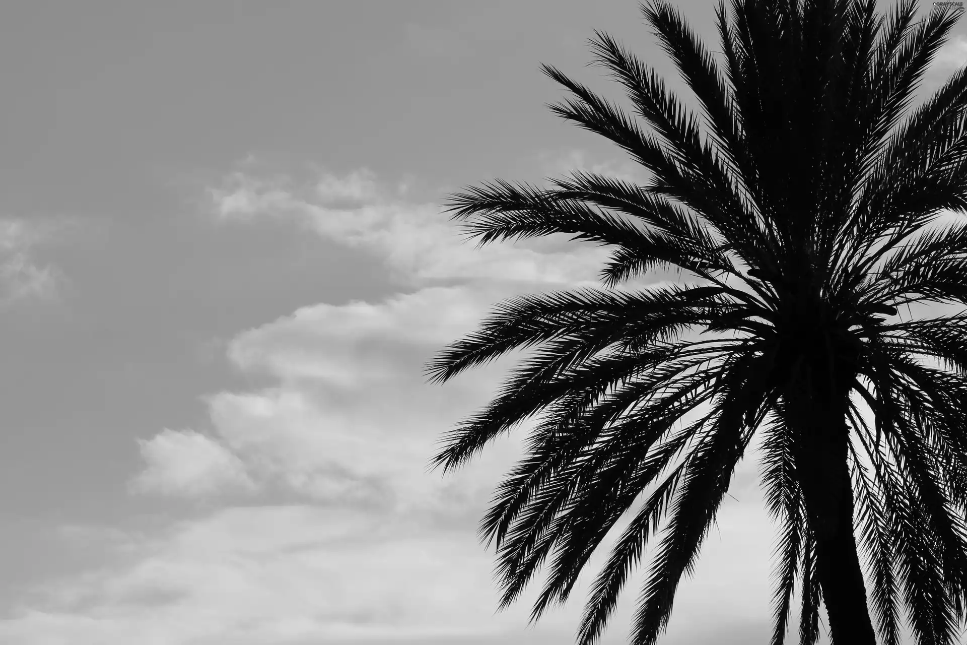 Palm, azure, clouds, Sky