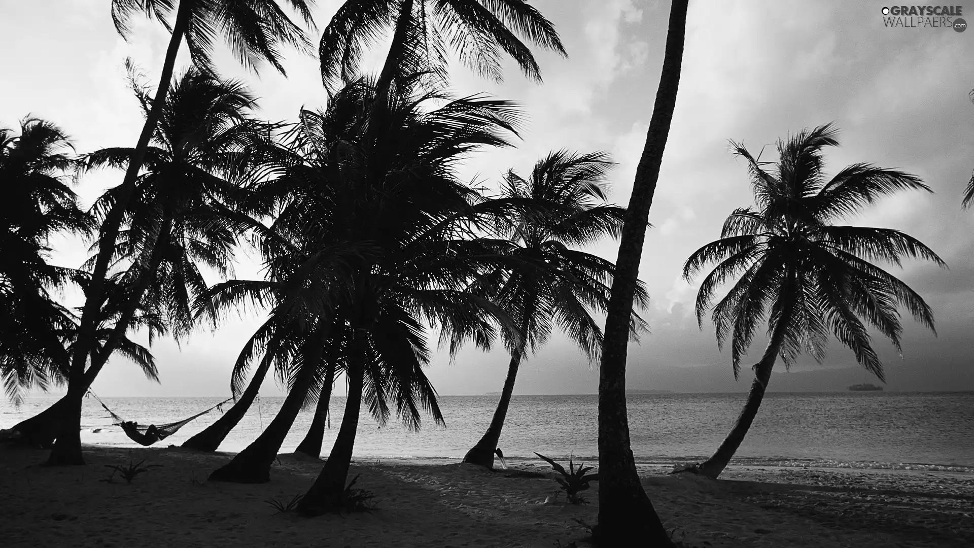 sea, Palms, clouds, Beaches