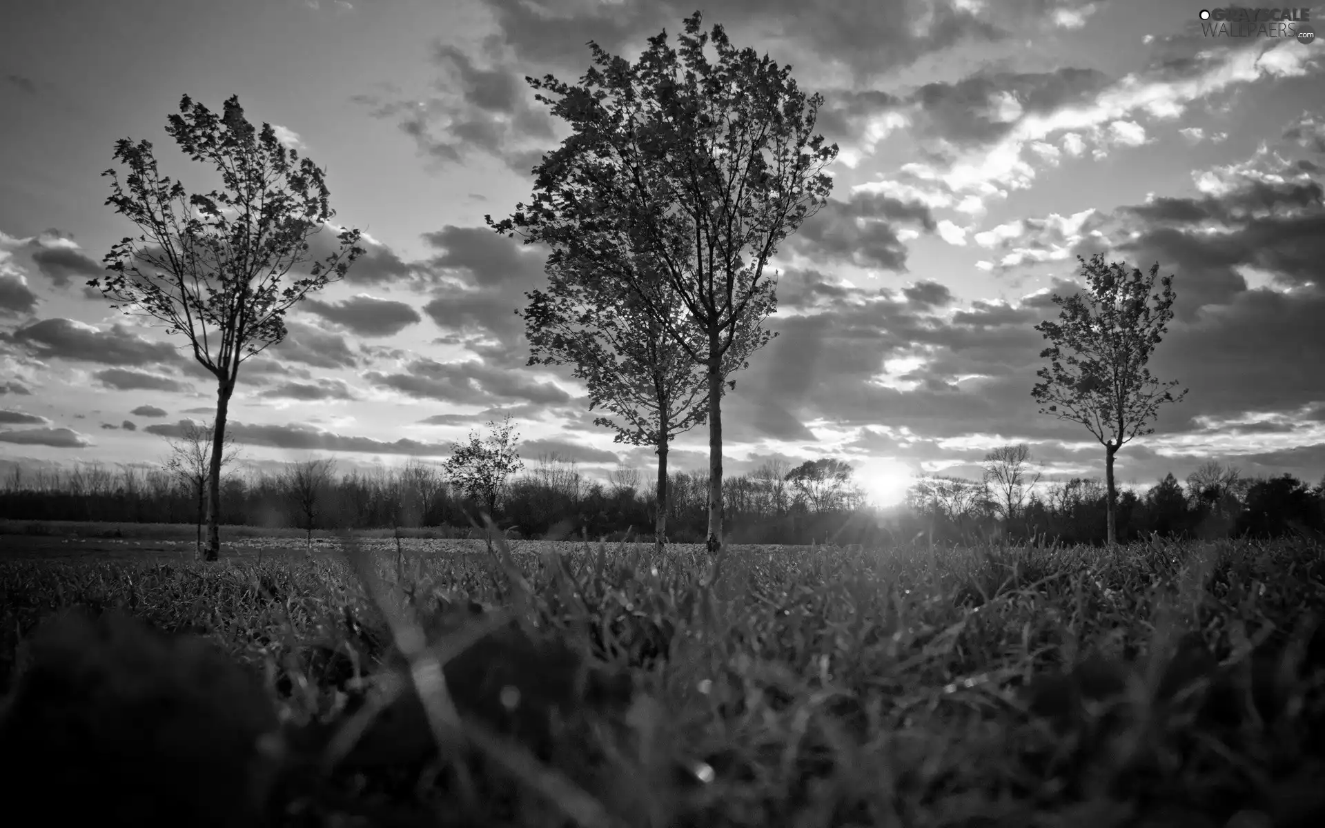 clouds, Great Sunsets, trees, viewes, Meadow