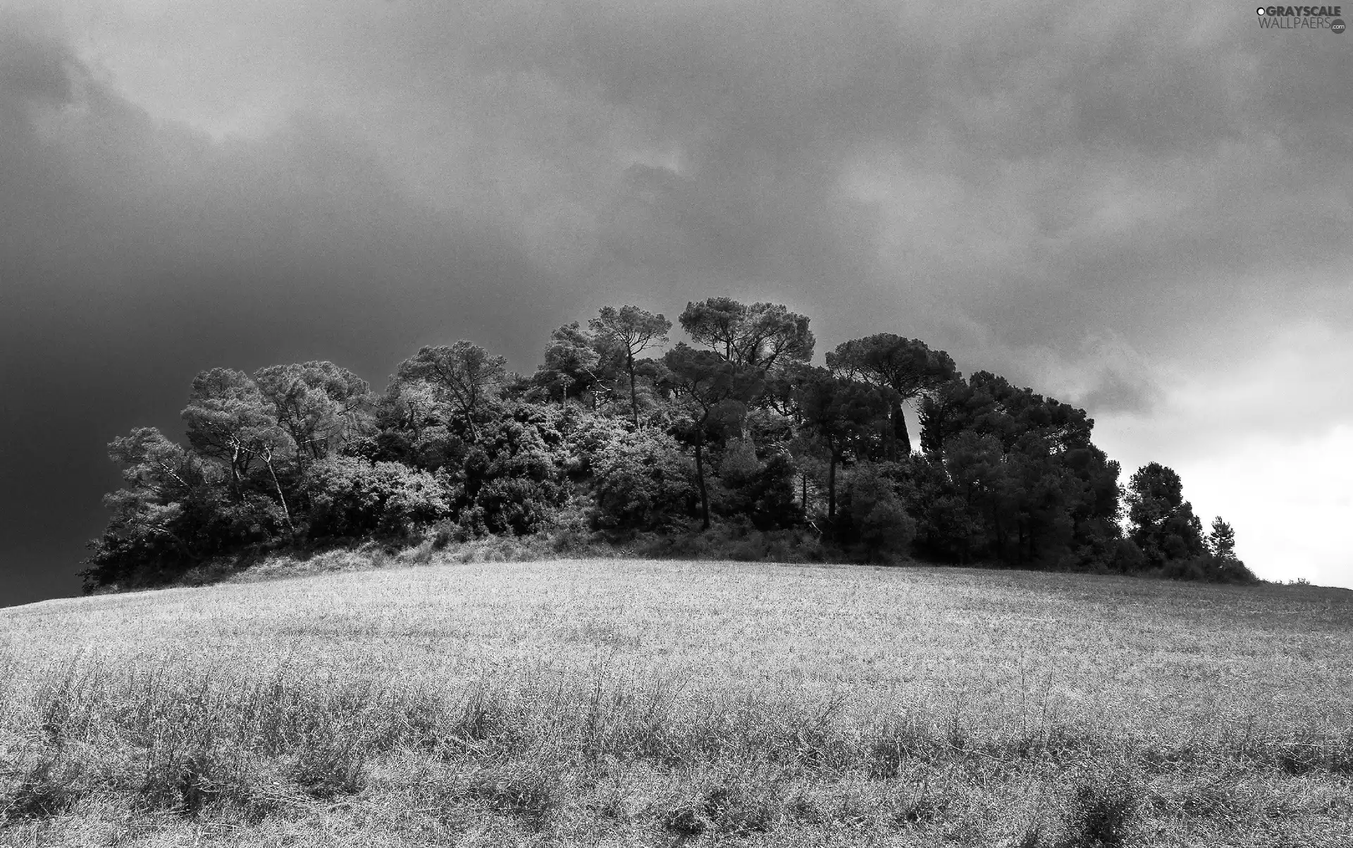 trees, Meadow, clouds, viewes