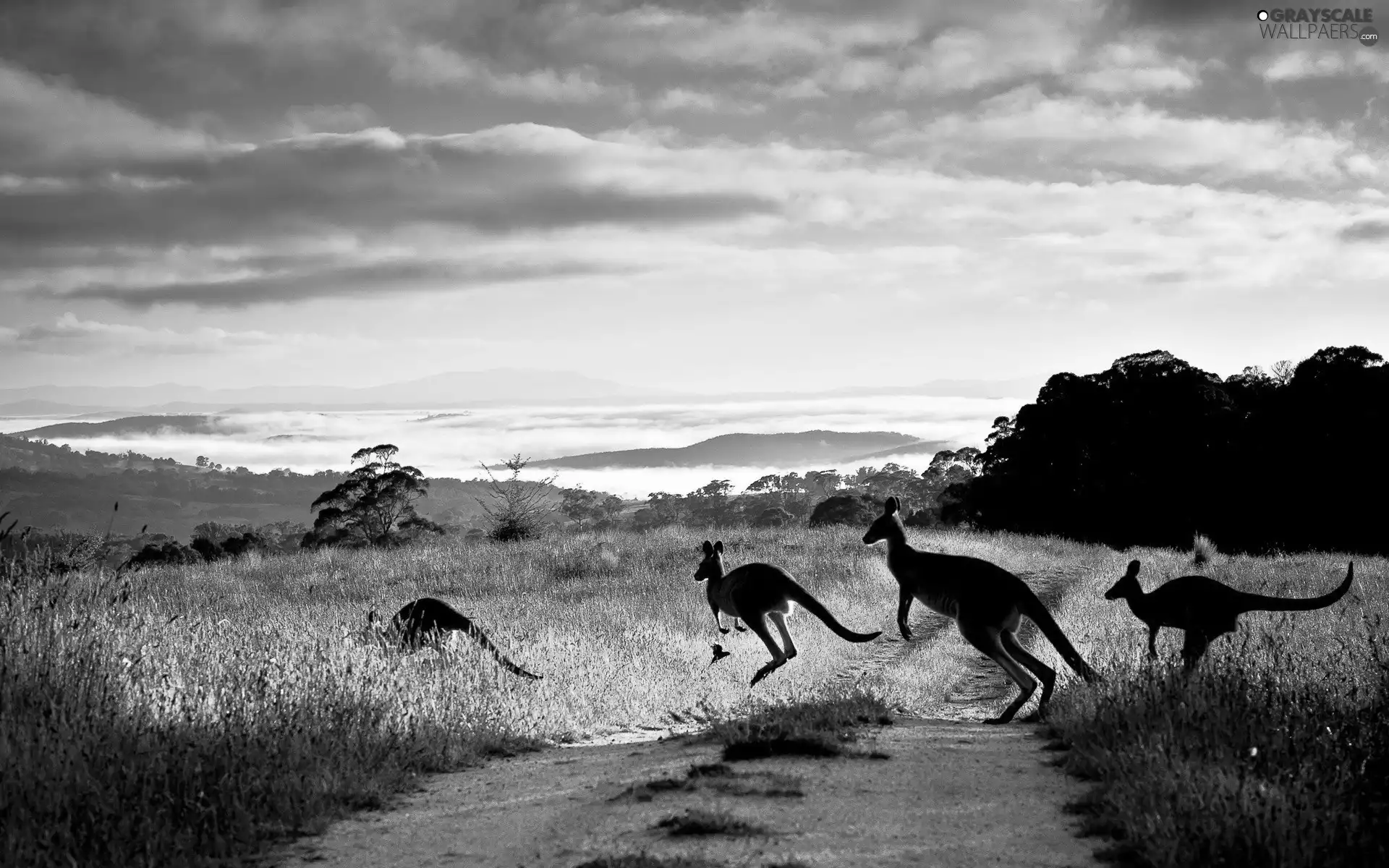 clouds, kangaroo, Way