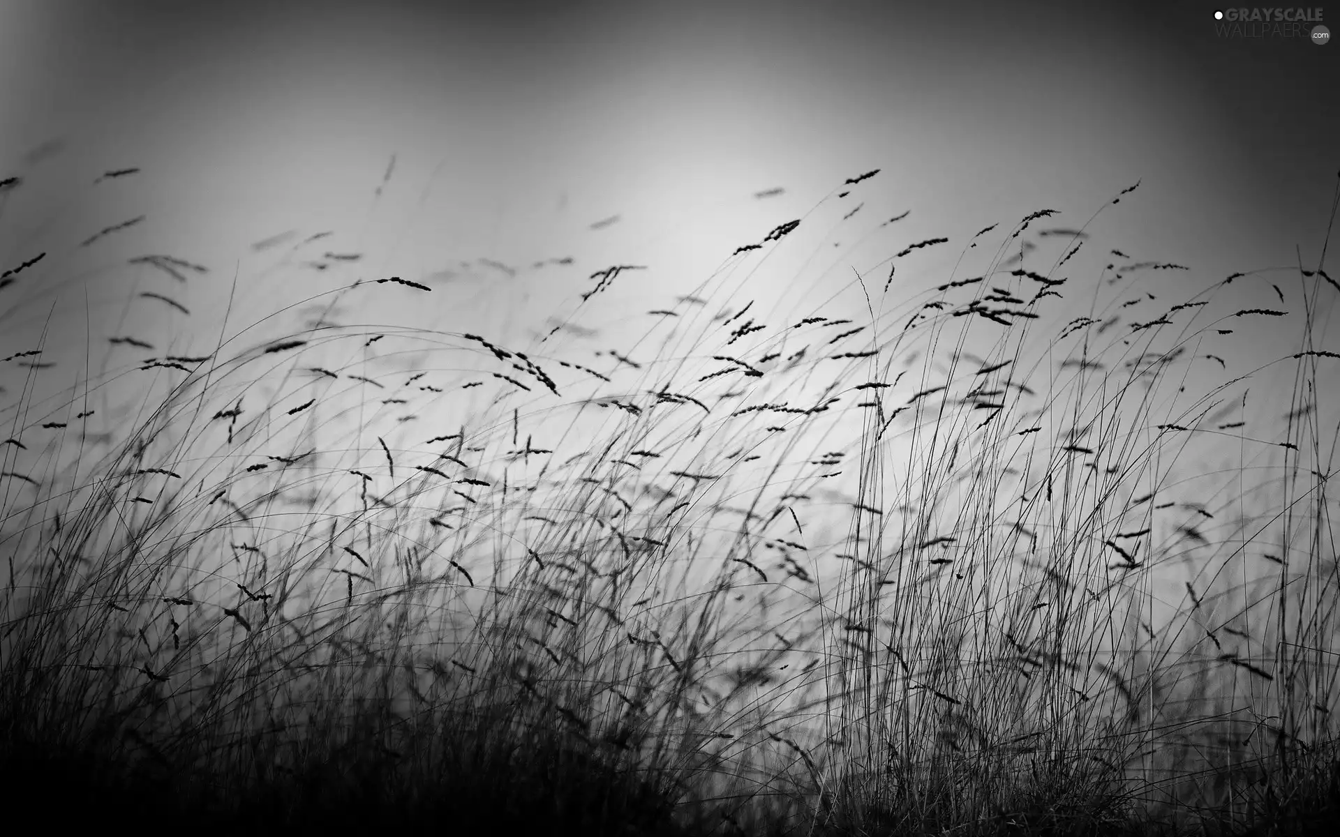 grass, Great Sunsets, colors