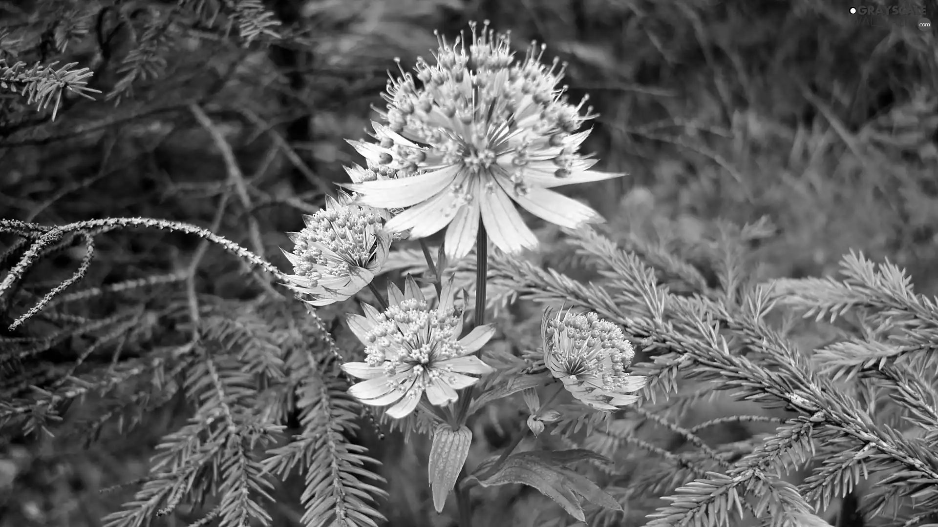 Flowers, Great Masterwort