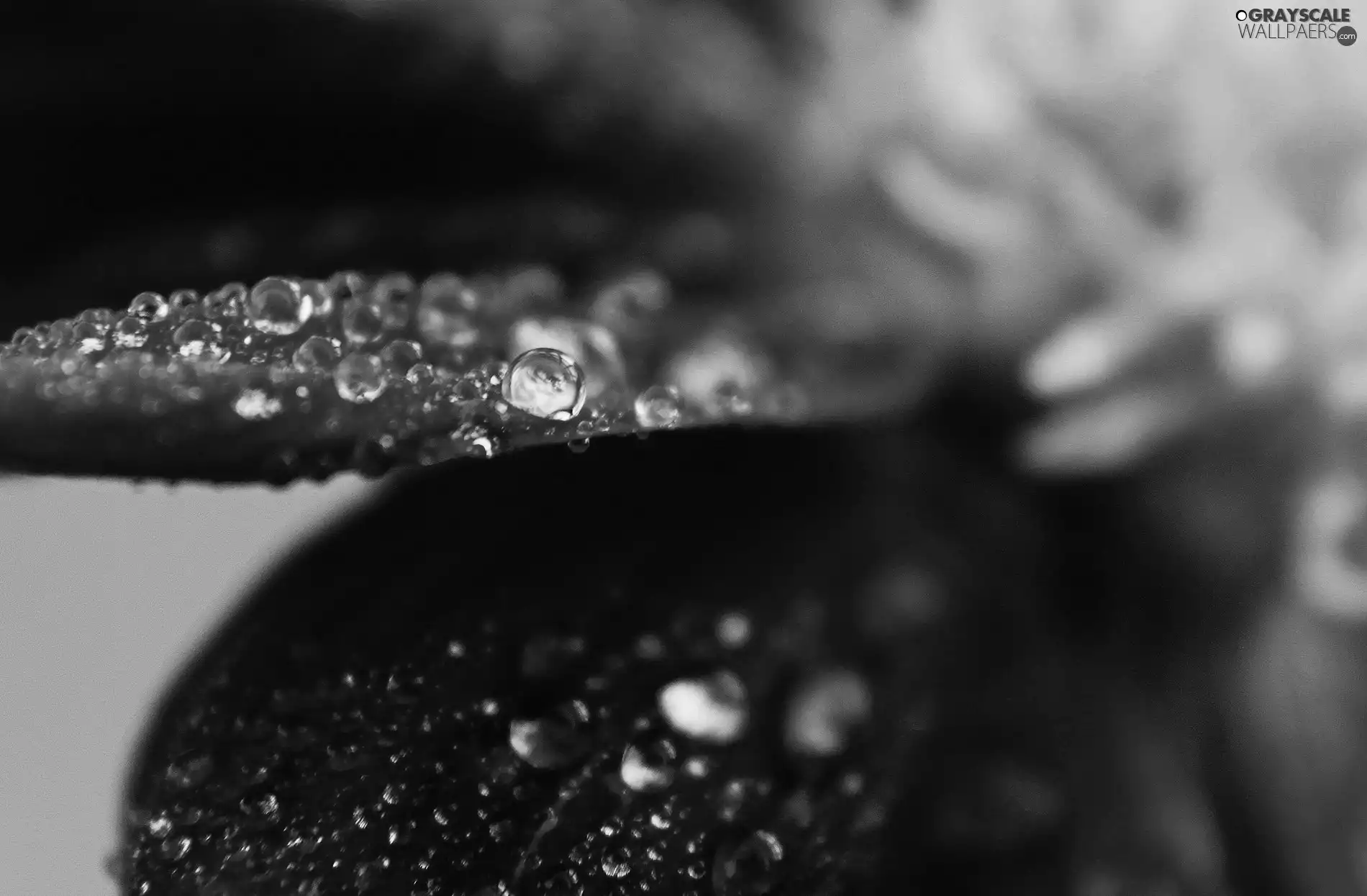 drops, Red, Colourfull Flowers