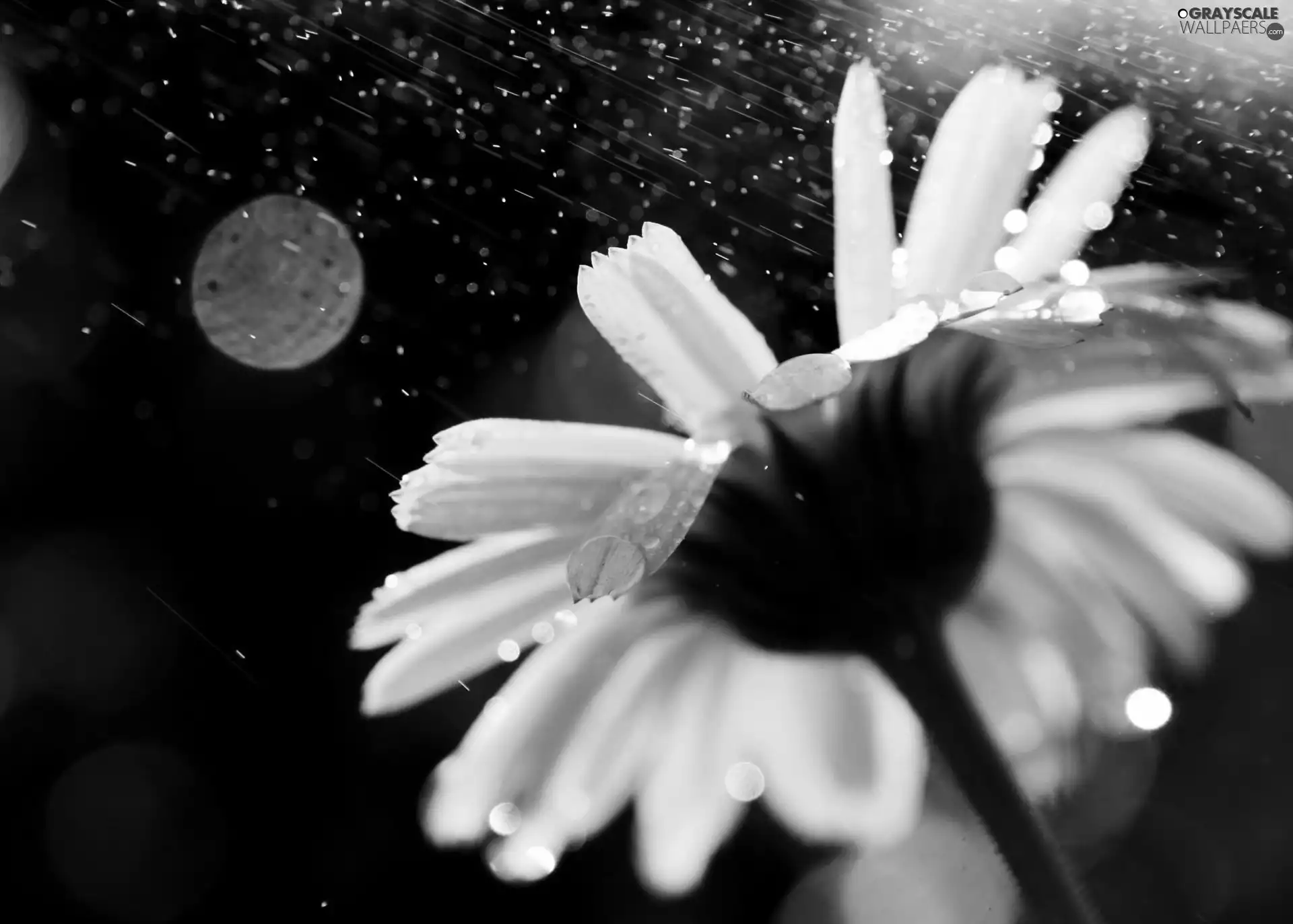 drops, Yellow, Colourfull Flowers