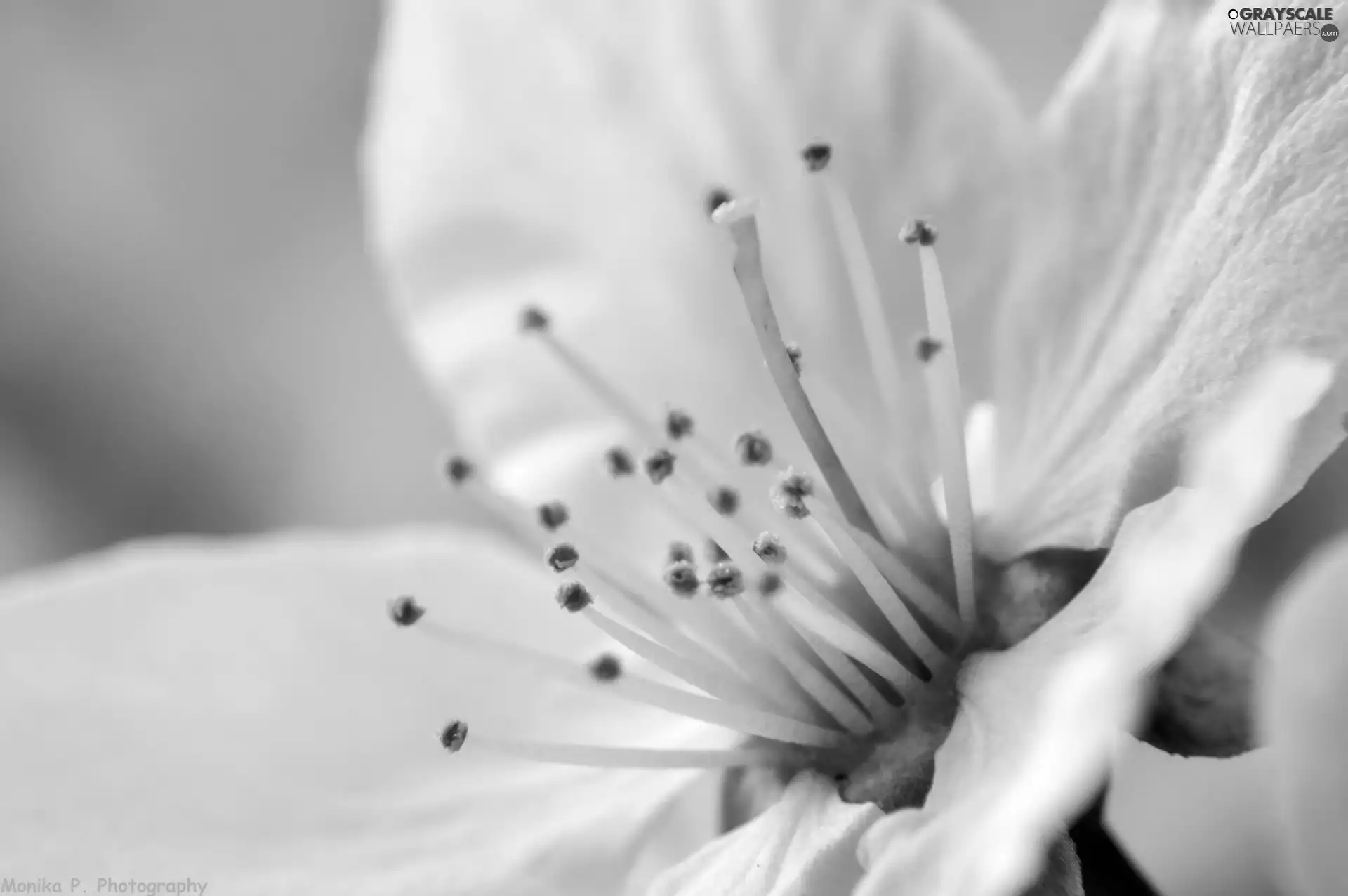 kirsch, White, Colourfull Flowers