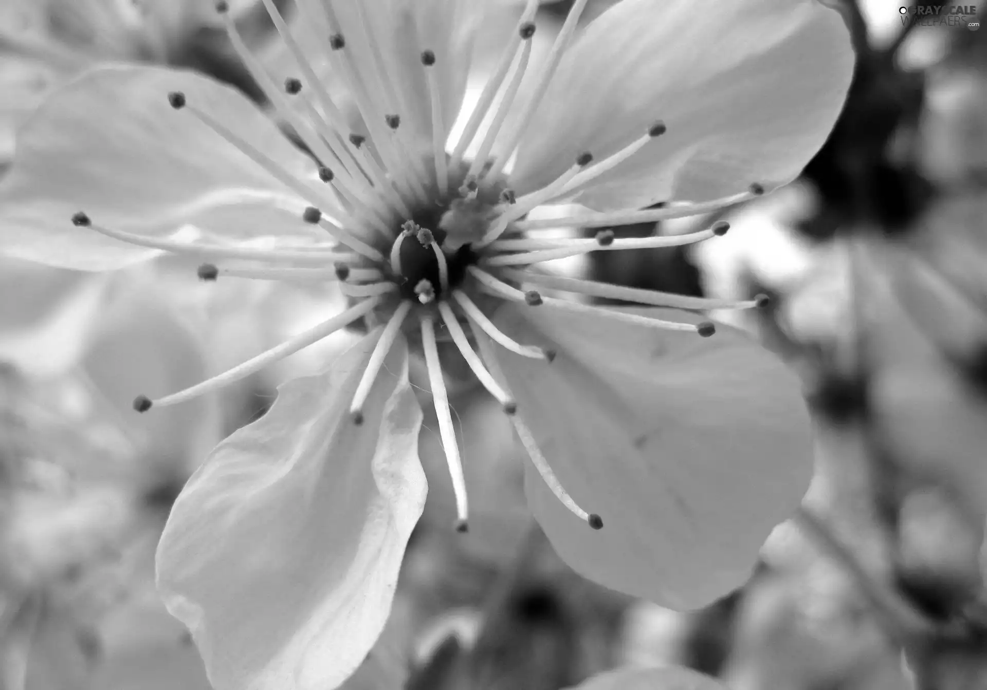 kirsch, White, Colourfull Flowers