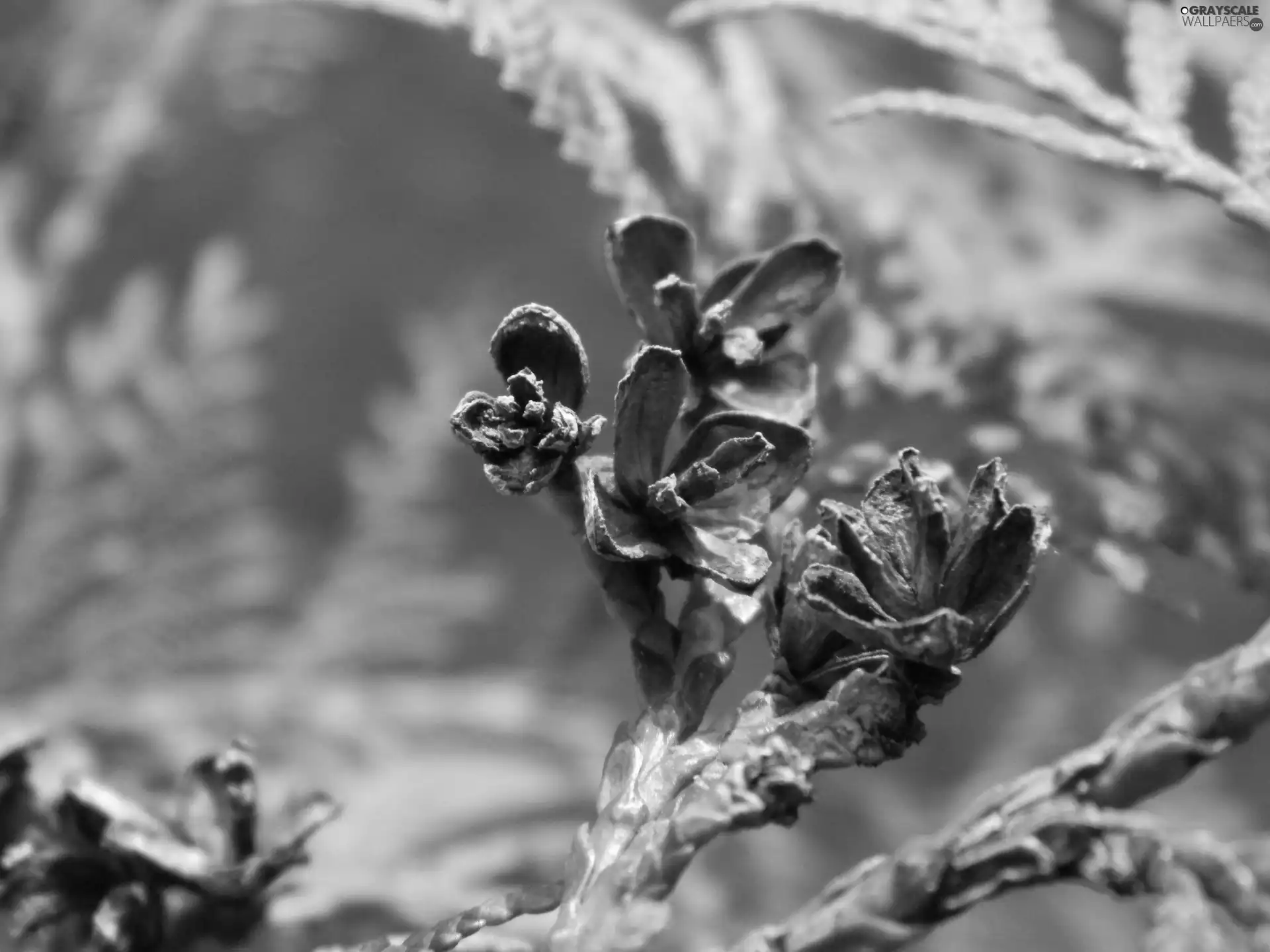 cones, thuja, common