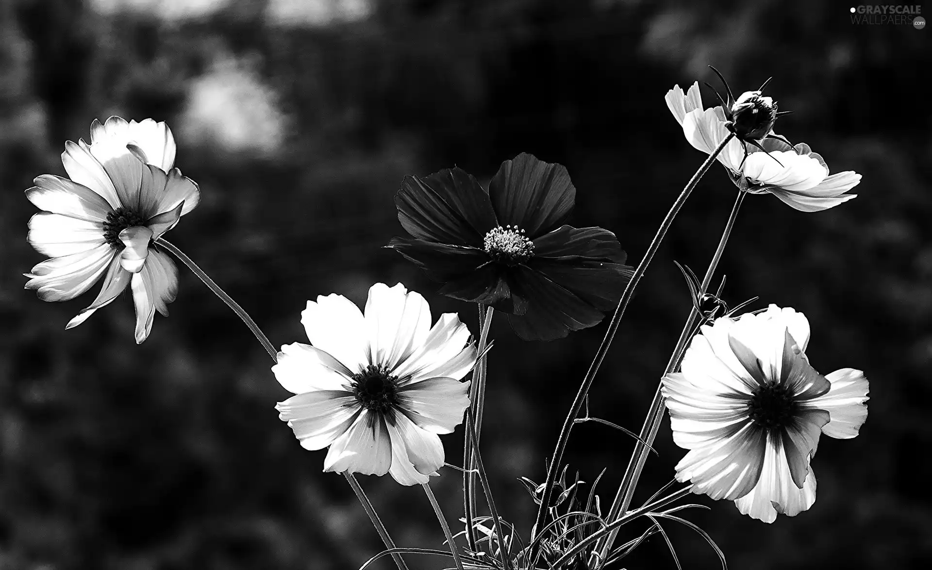 Cosmos, color, Flowers