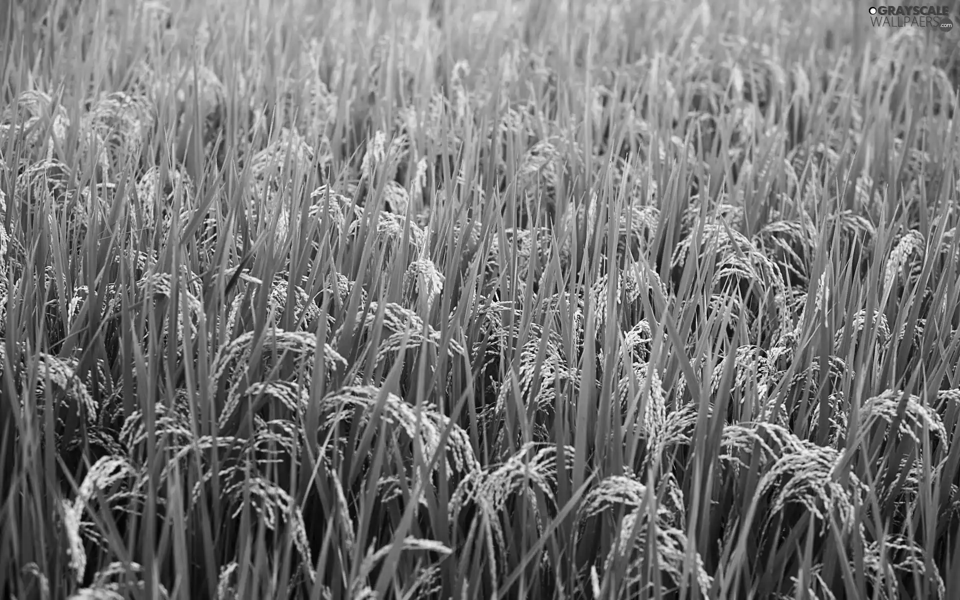 cultivation, rice, Japan