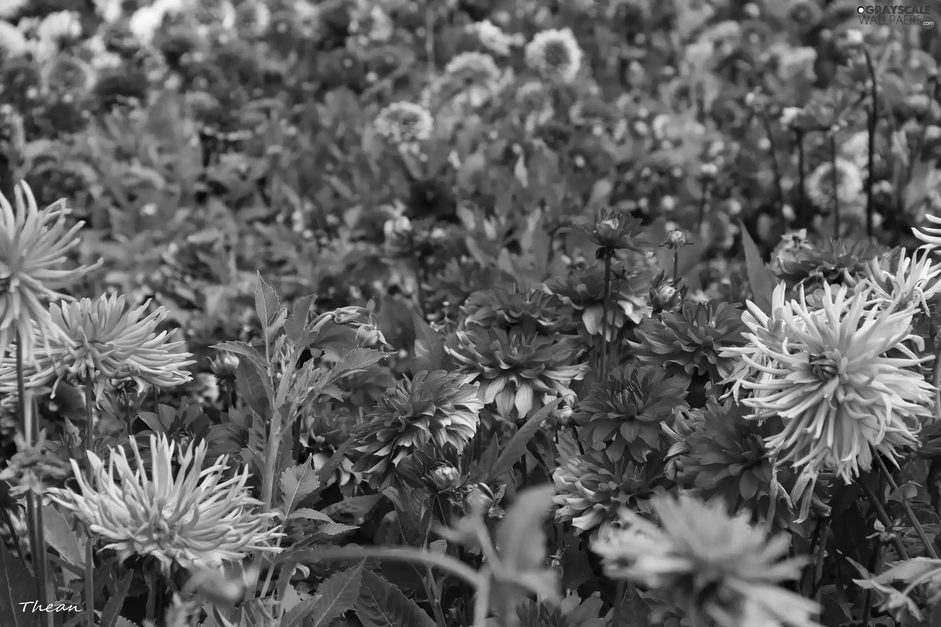 dahlias, color, Flowers