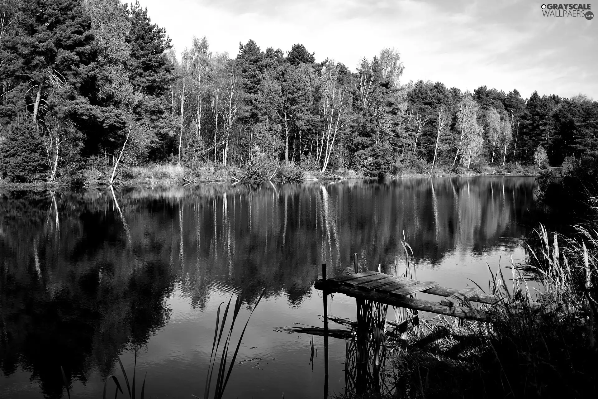 Pond - car, trees, sunny, viewes, forest, Platform, day