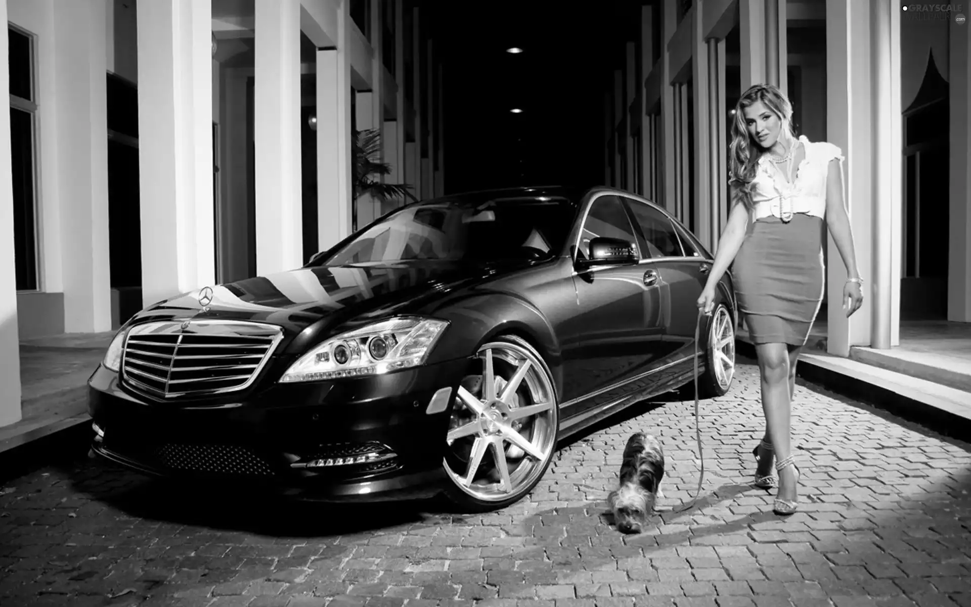 dog, model, Mercedes