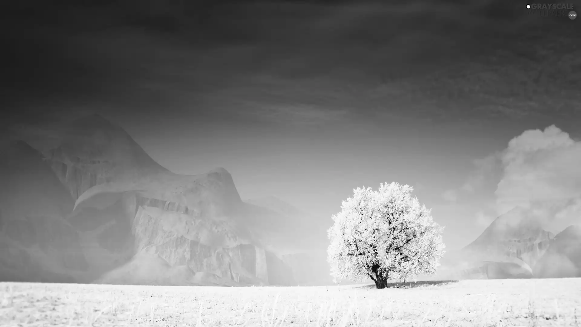 lonely, snow, drifts, trees