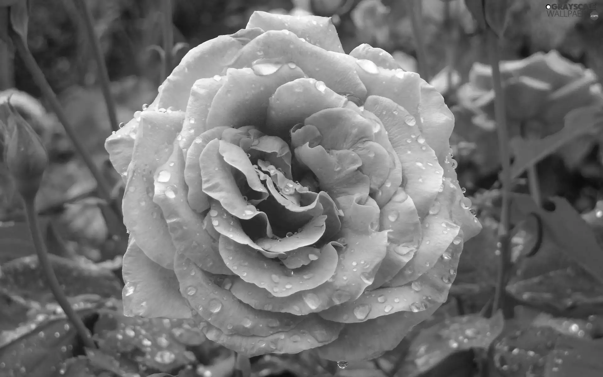 droplets, Pink, rose