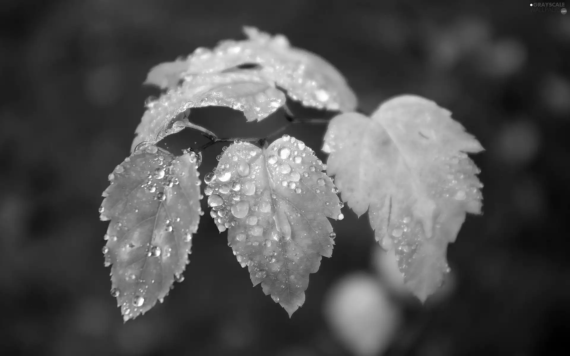 Leaf, drops