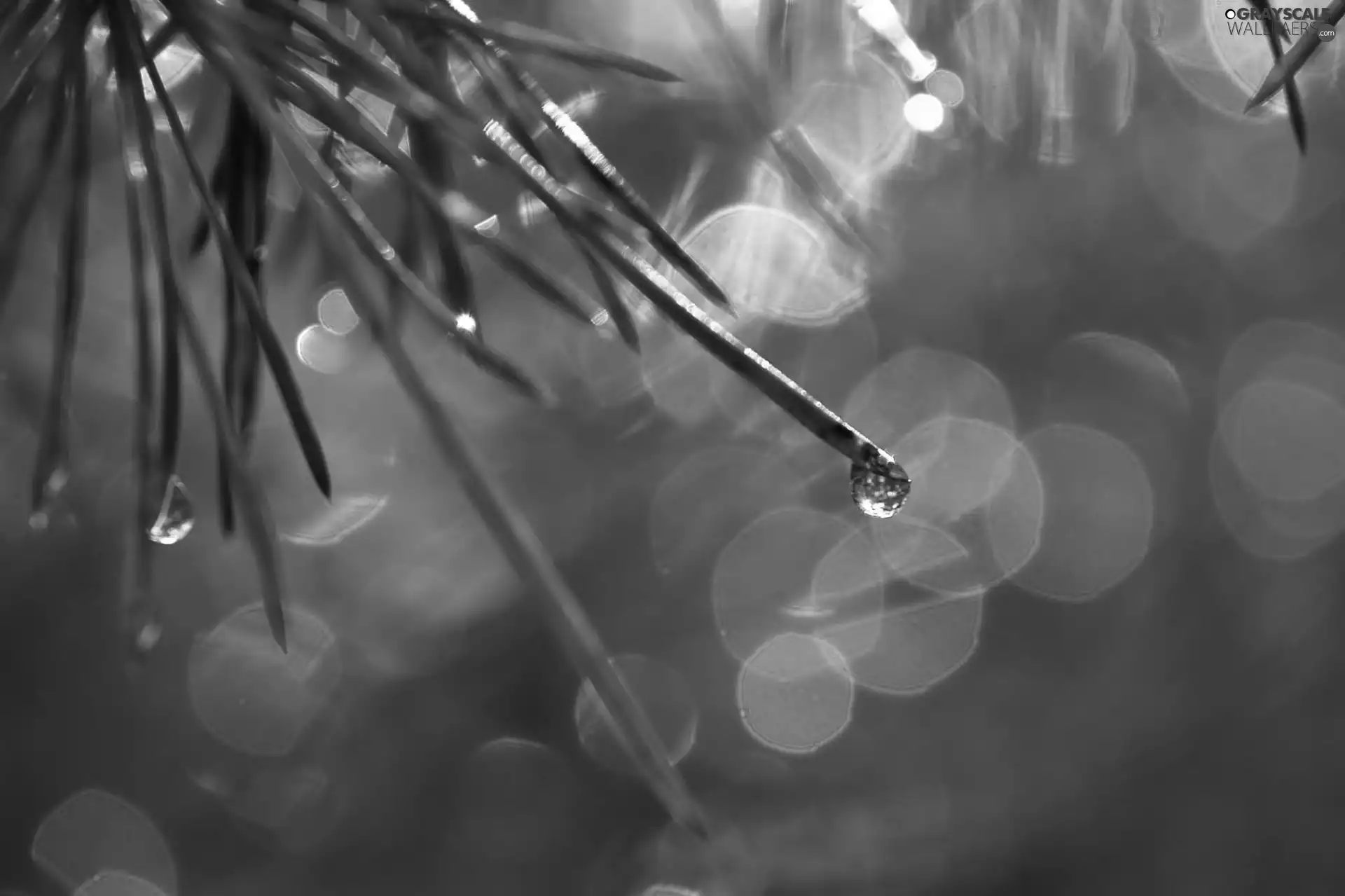 needle, drops