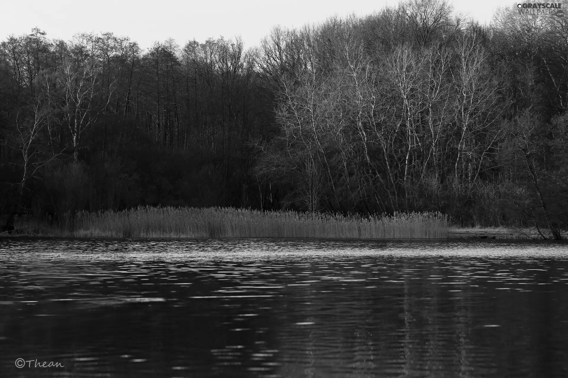 lake, viewes, early spring, trees