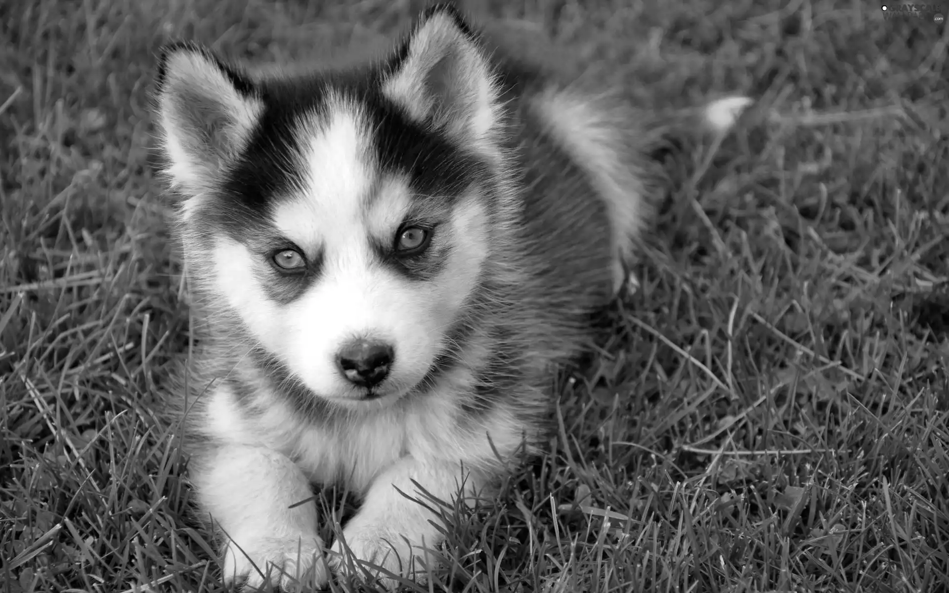 Siberian Husky, Blue, Eyes, Puppy