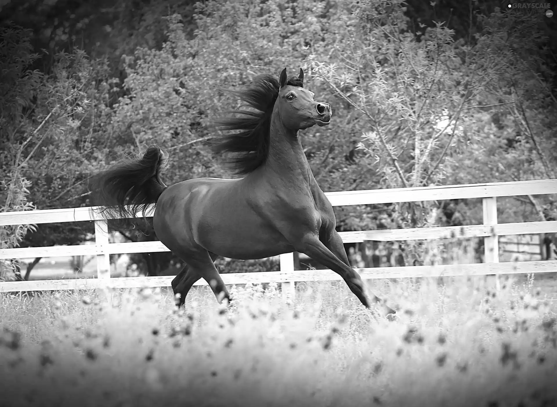 Horse, Meadow, fence, gear