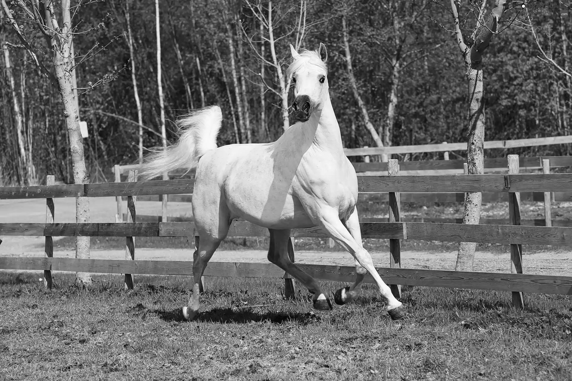 gear, Horse, trees, Arabic, White, fence, viewes