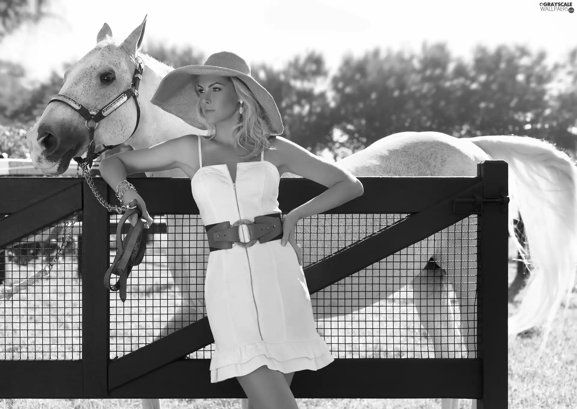 fence, Horse, Women