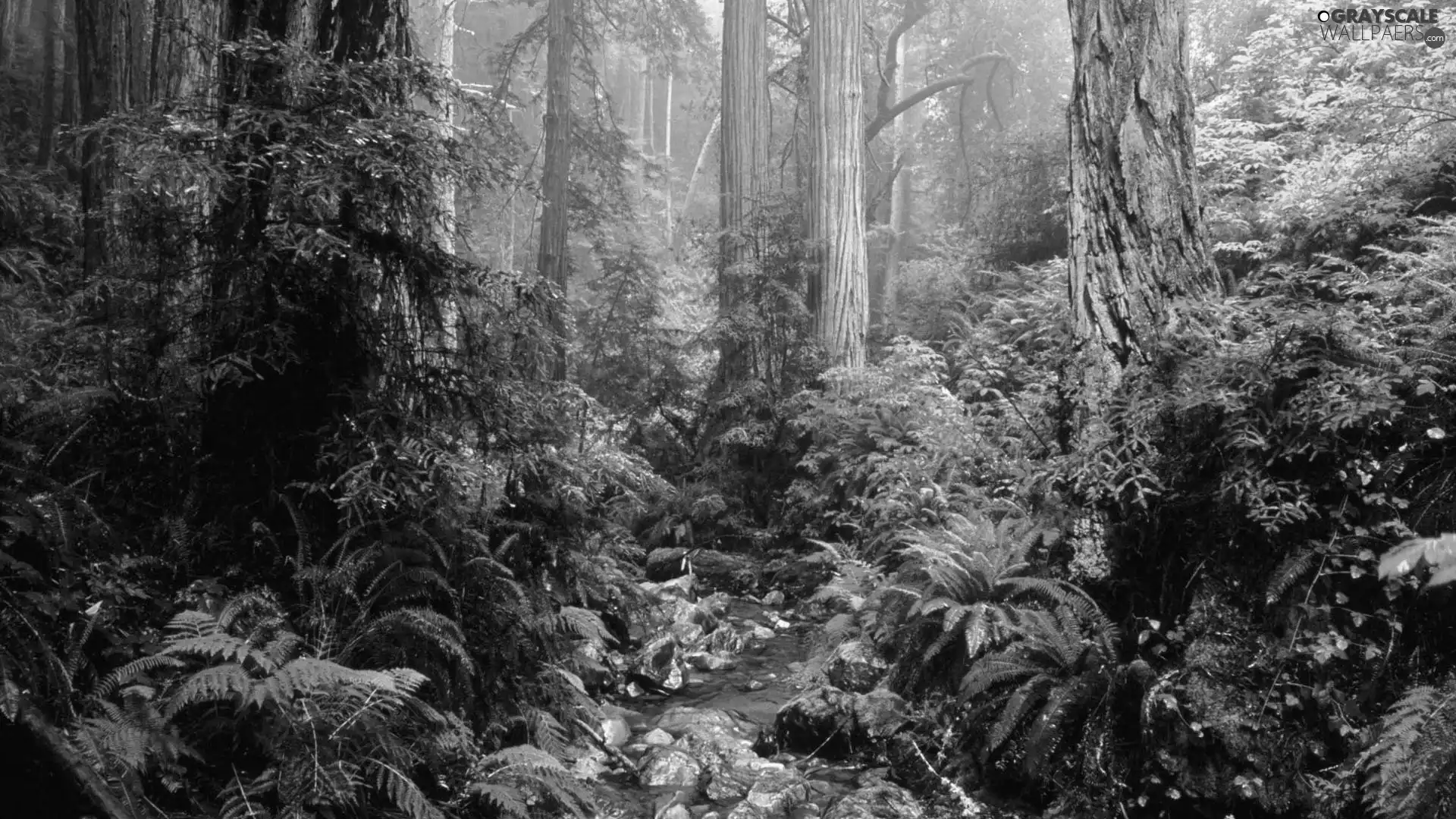 forest, viewes, fern, trees