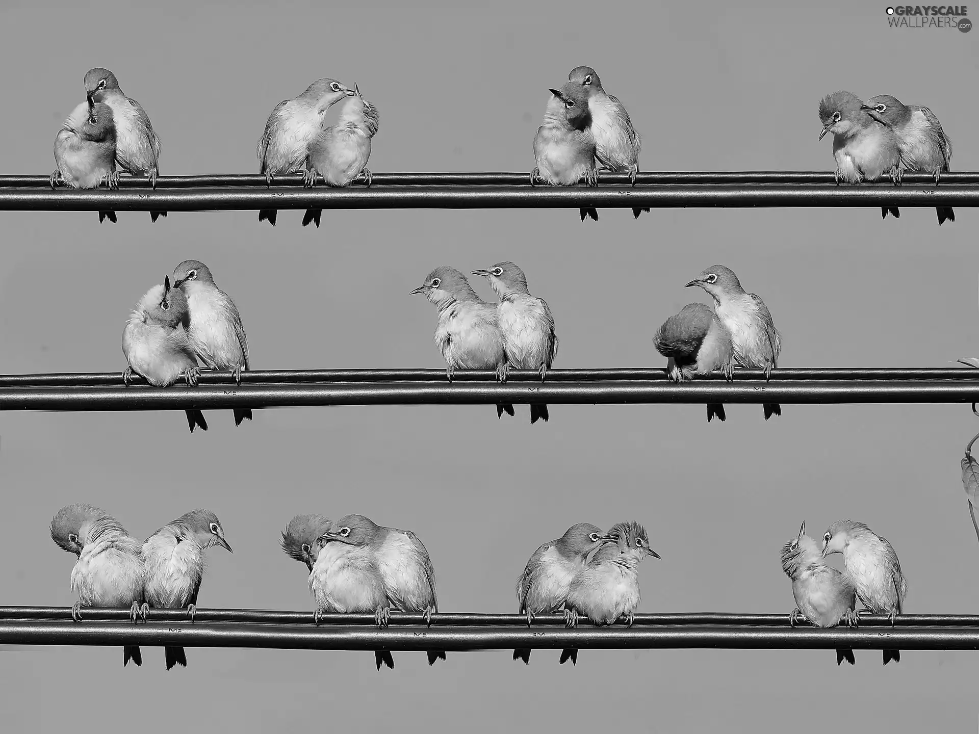 metal, Rods, Birds on the log, festivities, Yellow