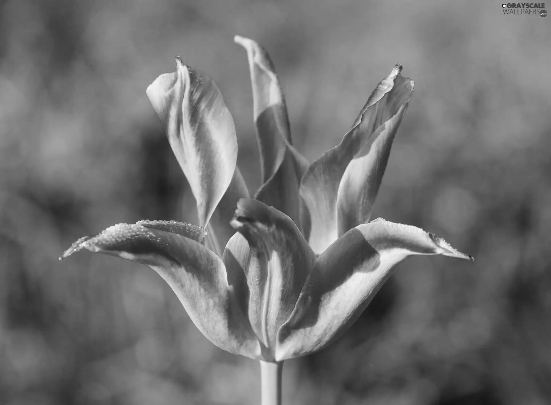 flakes, color, tulip