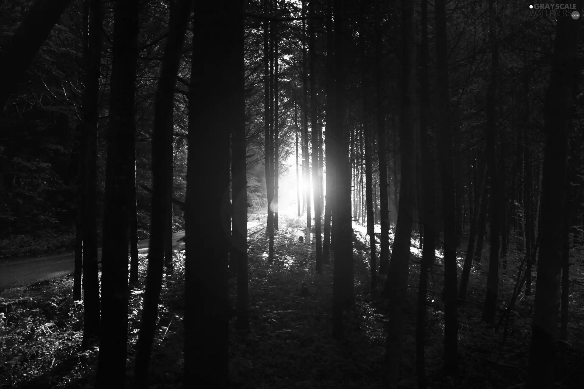 ligh, forest, flash, luminosity, sun, Przebijające