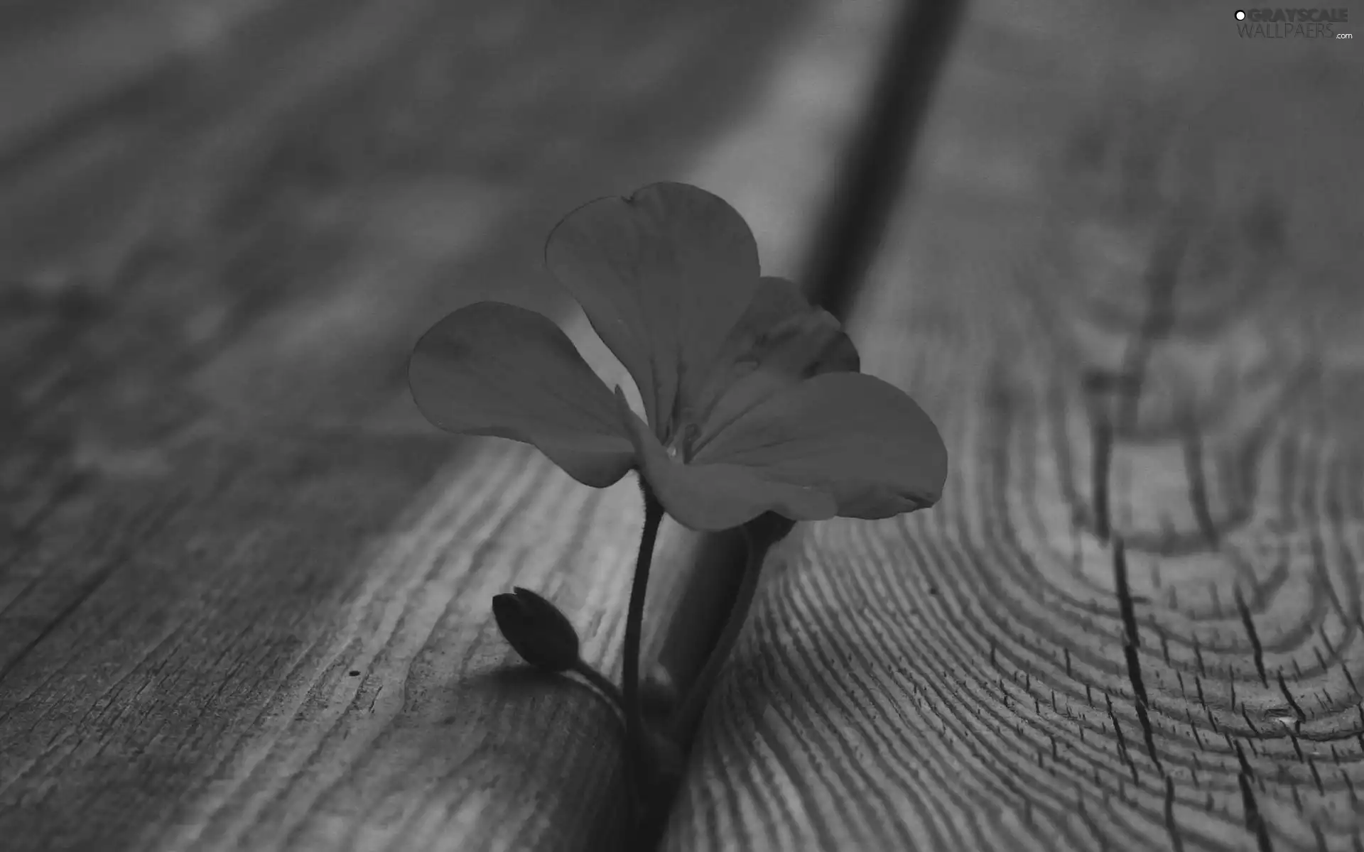 Flower, floor