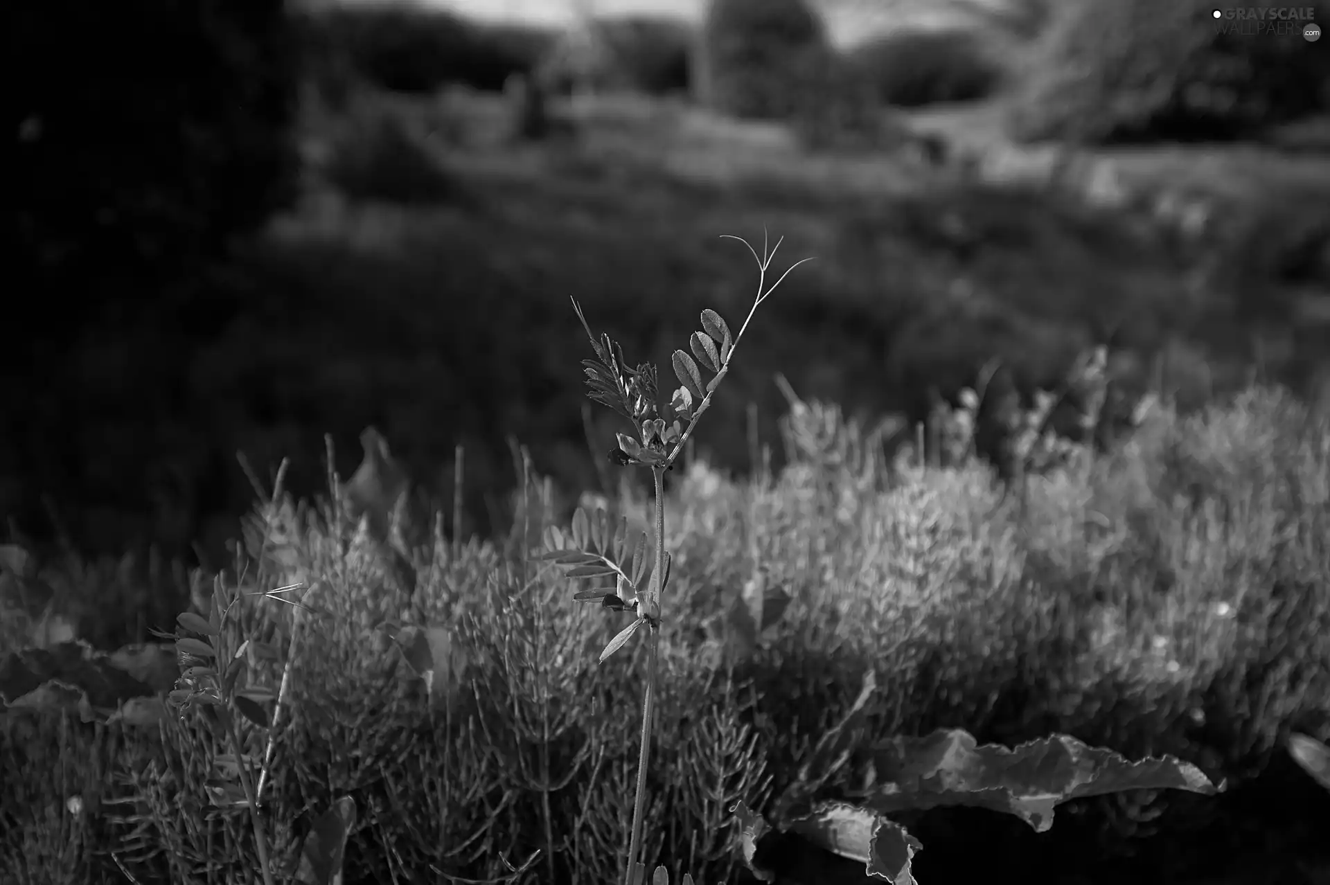 Vetch, field, Flower