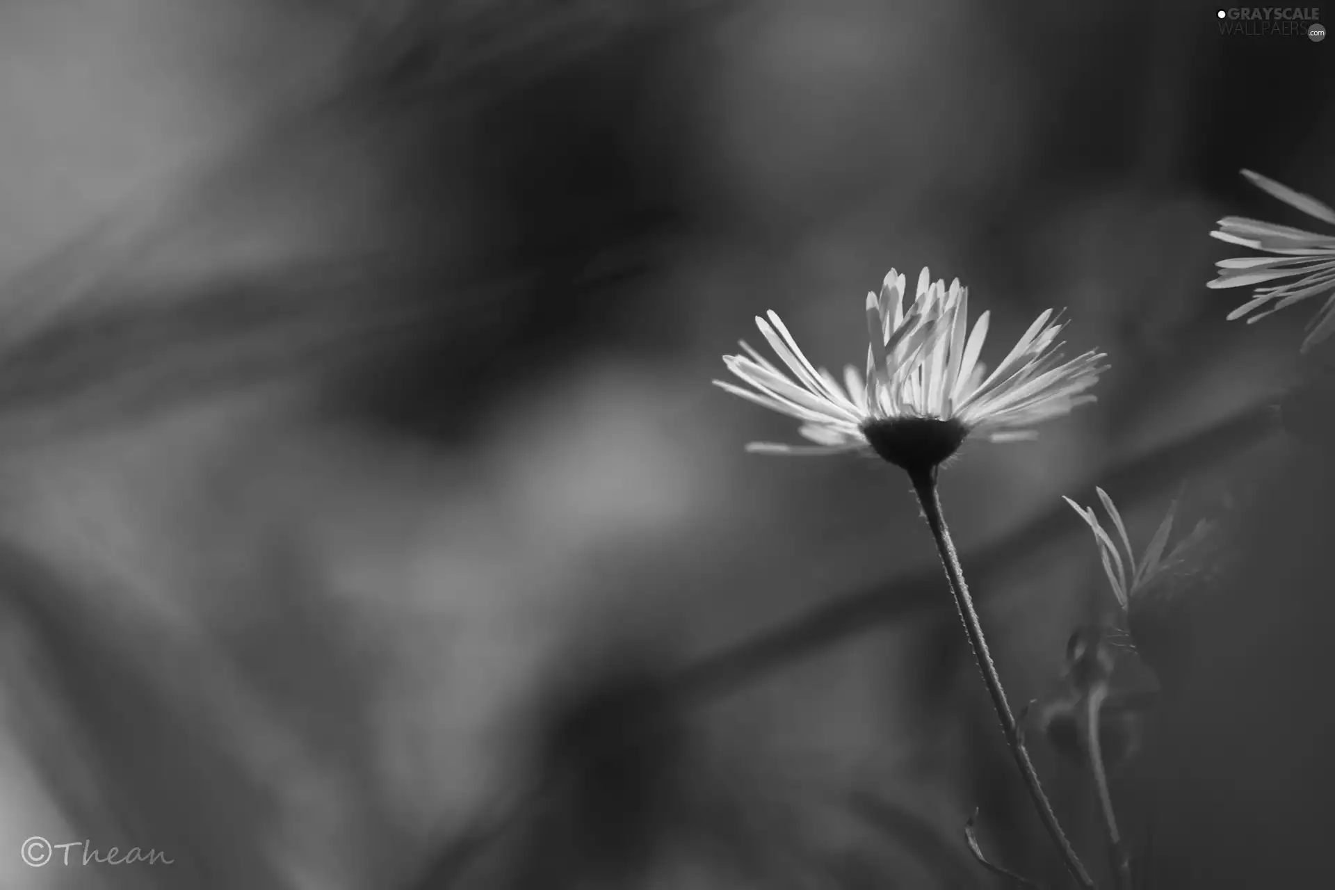 Violet, Flower