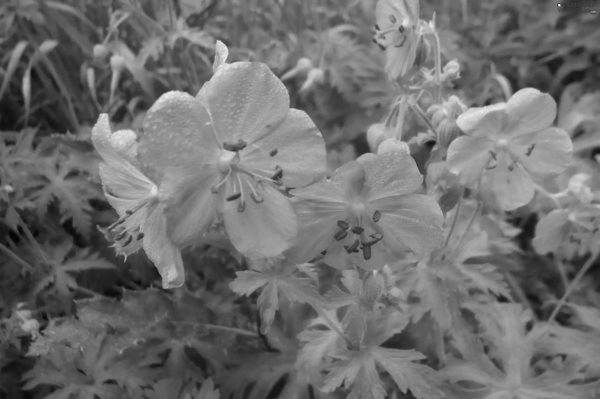 blue, Flowers