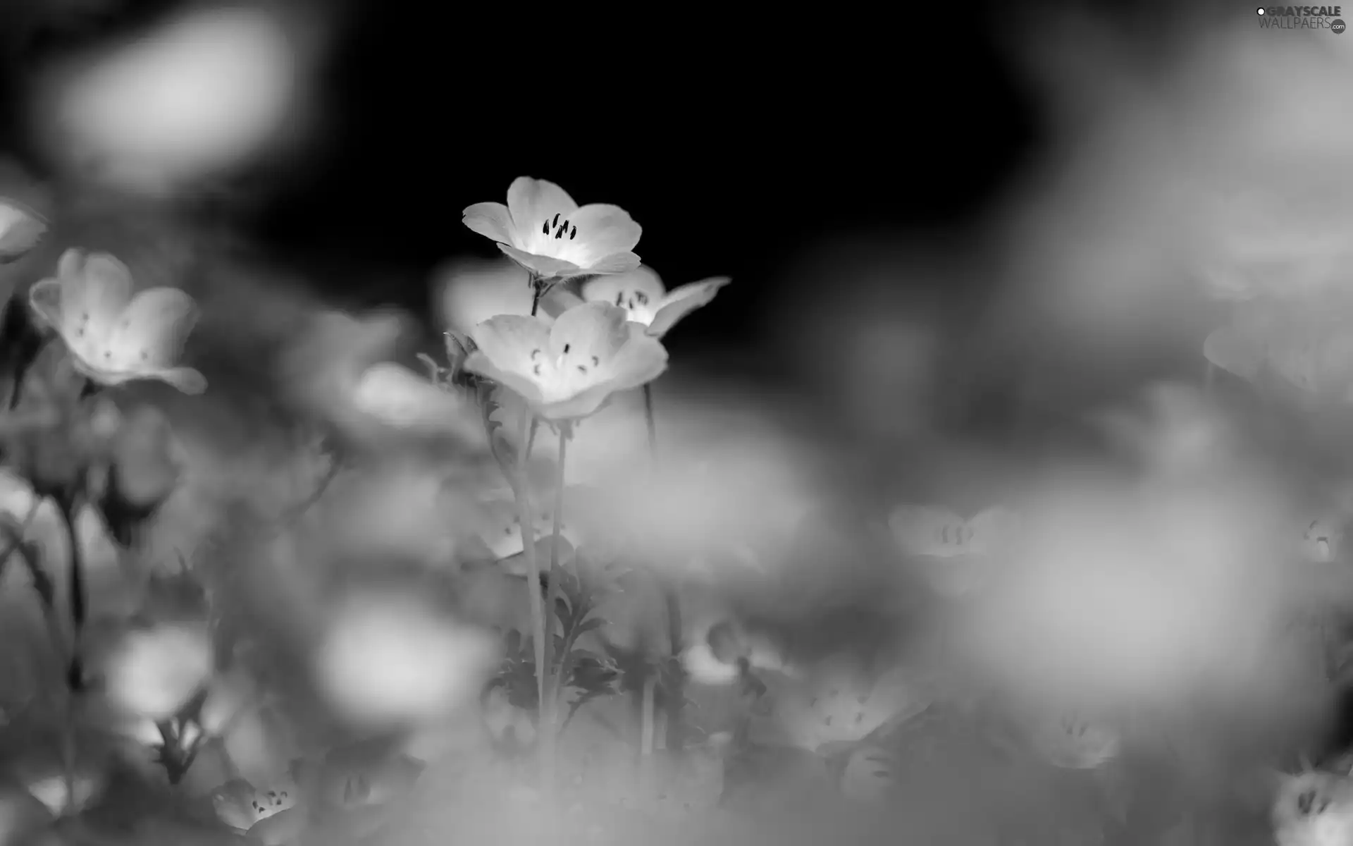 Blue, Flowers