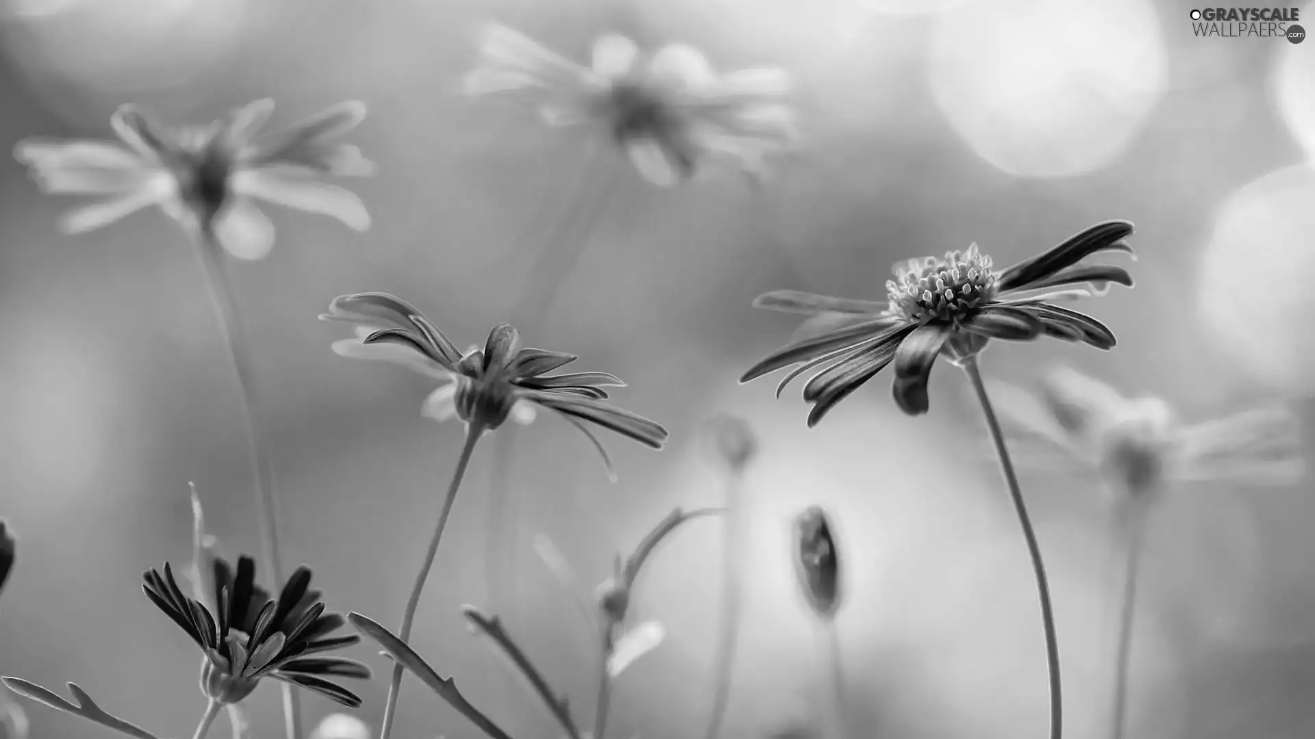 Flowers, Close, Blue