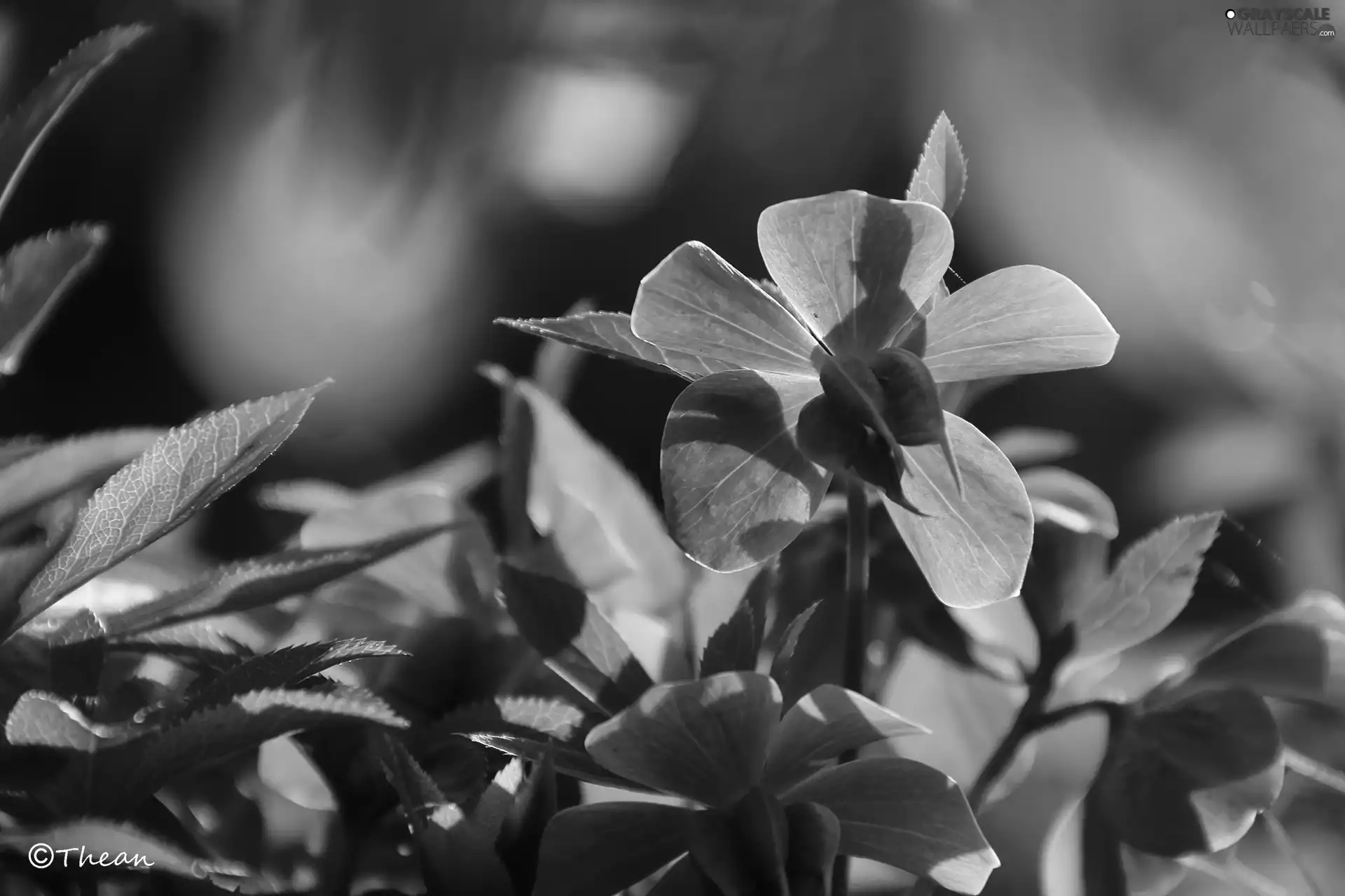 Green, Colourfull Flowers