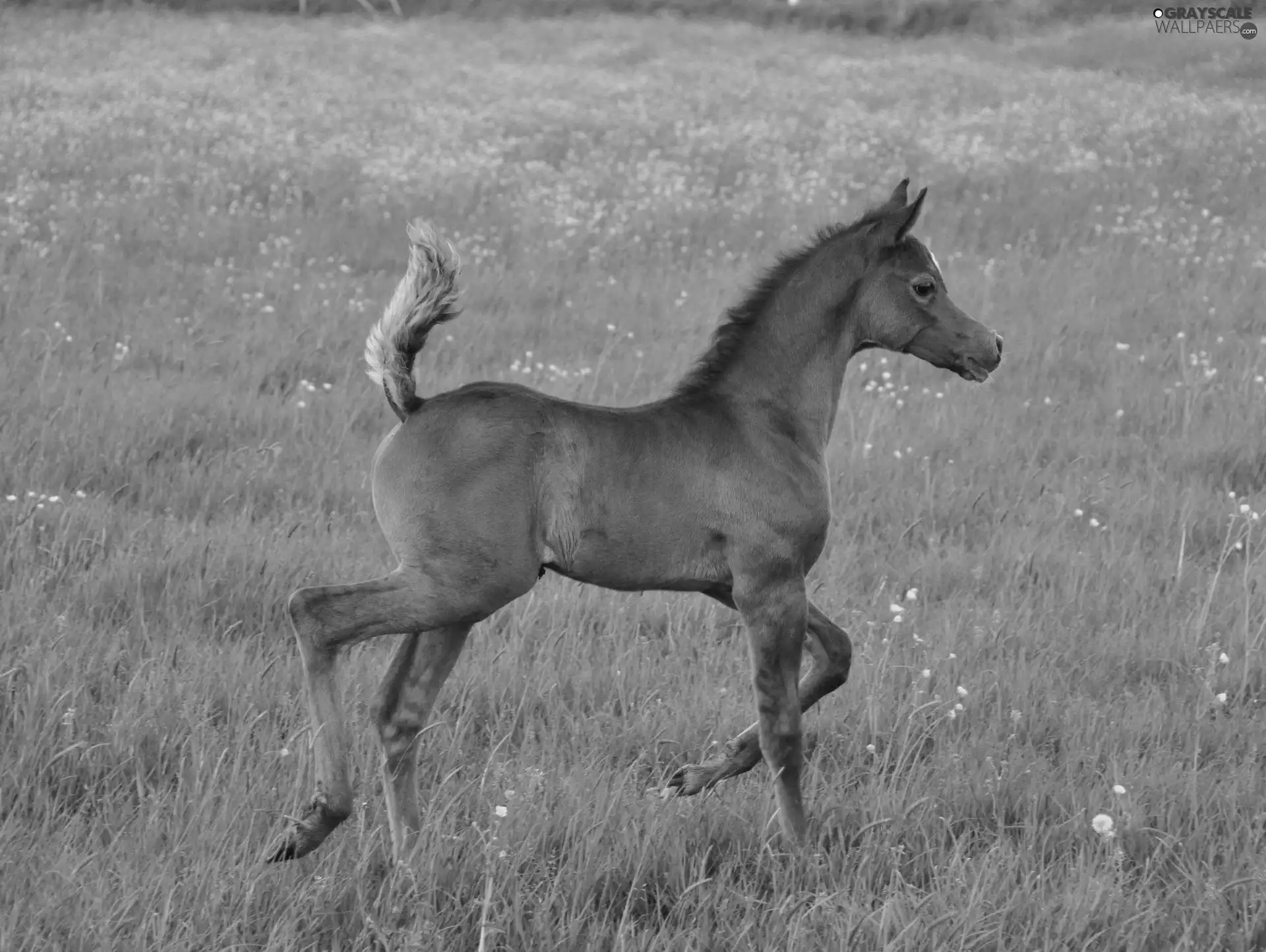 Colt, Yellow, Flowers, Meadow