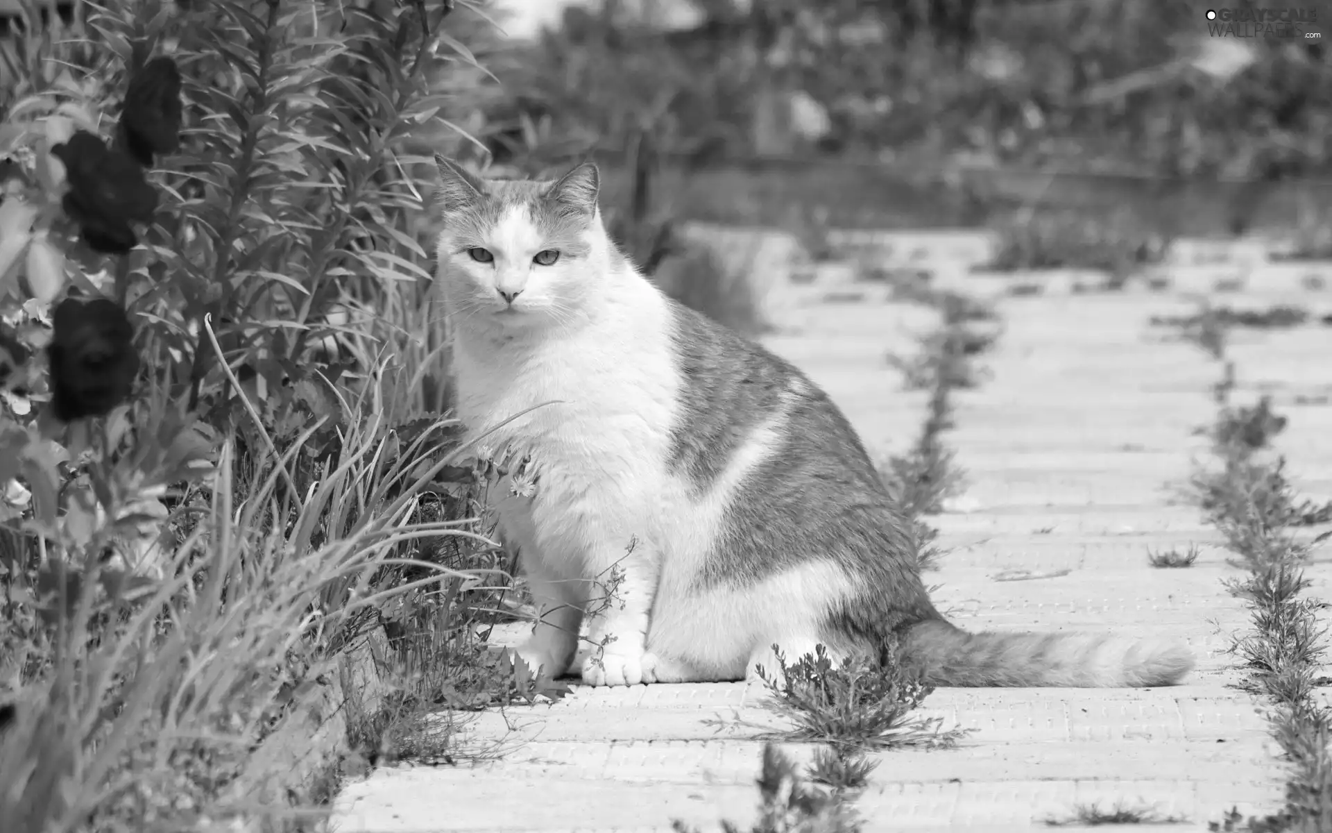 ginger, patch, Flowers, cat