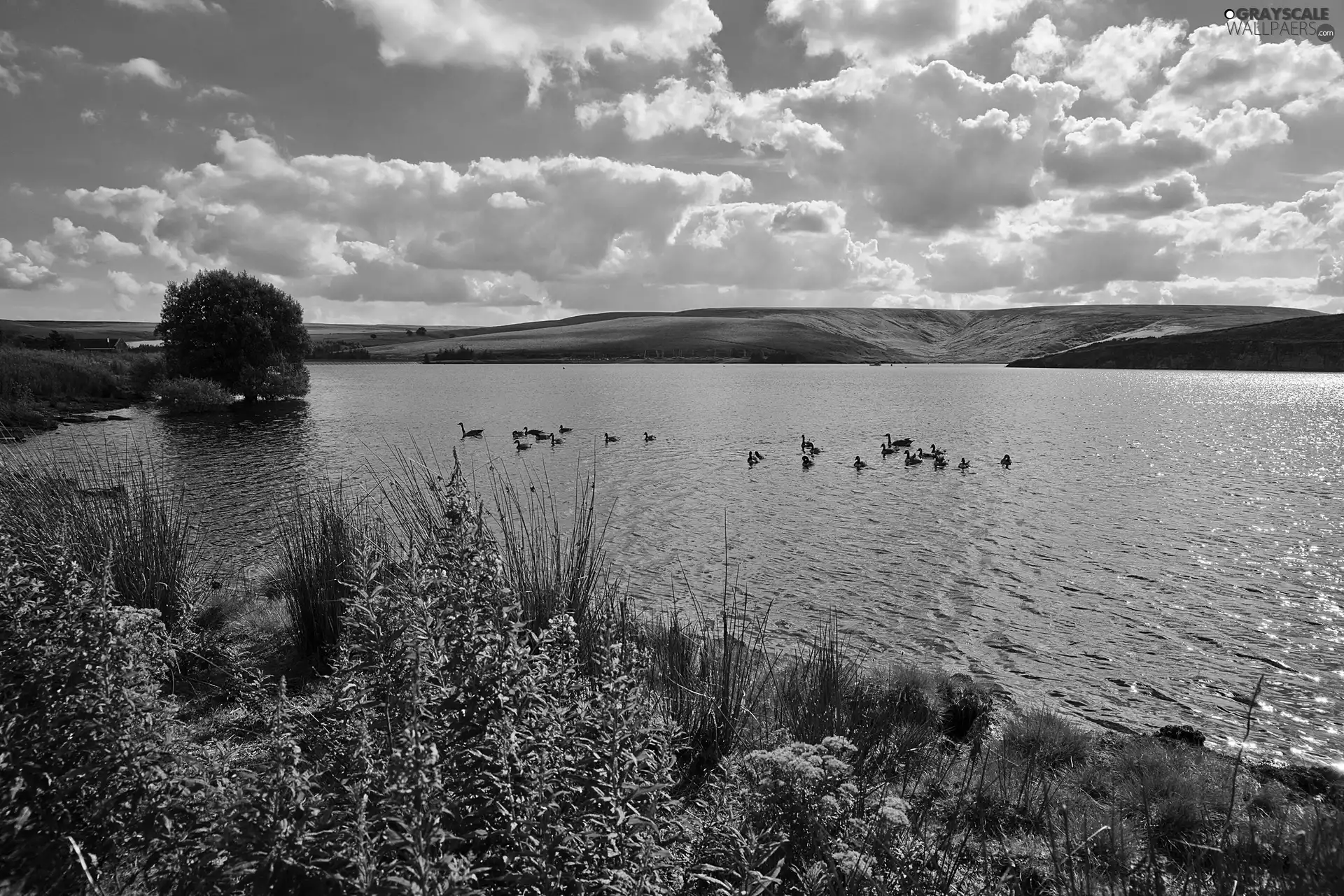 lake, Wildflowers, Flowers, birds