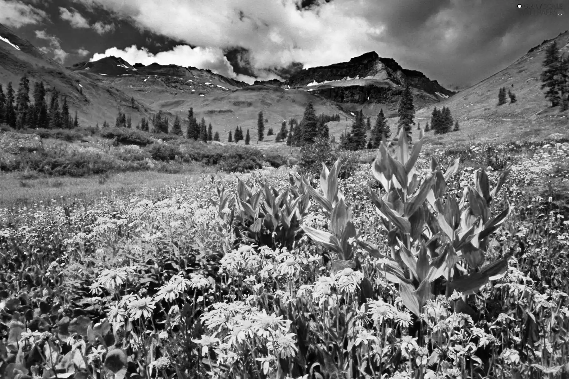 Flowers, Mountains, Meadow