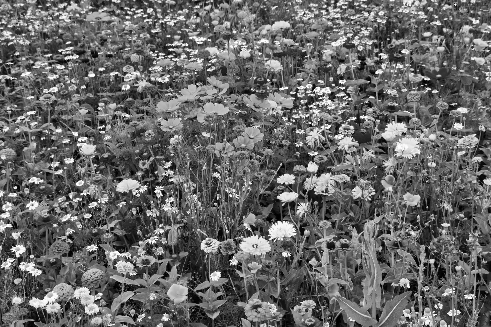 Meadow, wild, flowers, Colorful