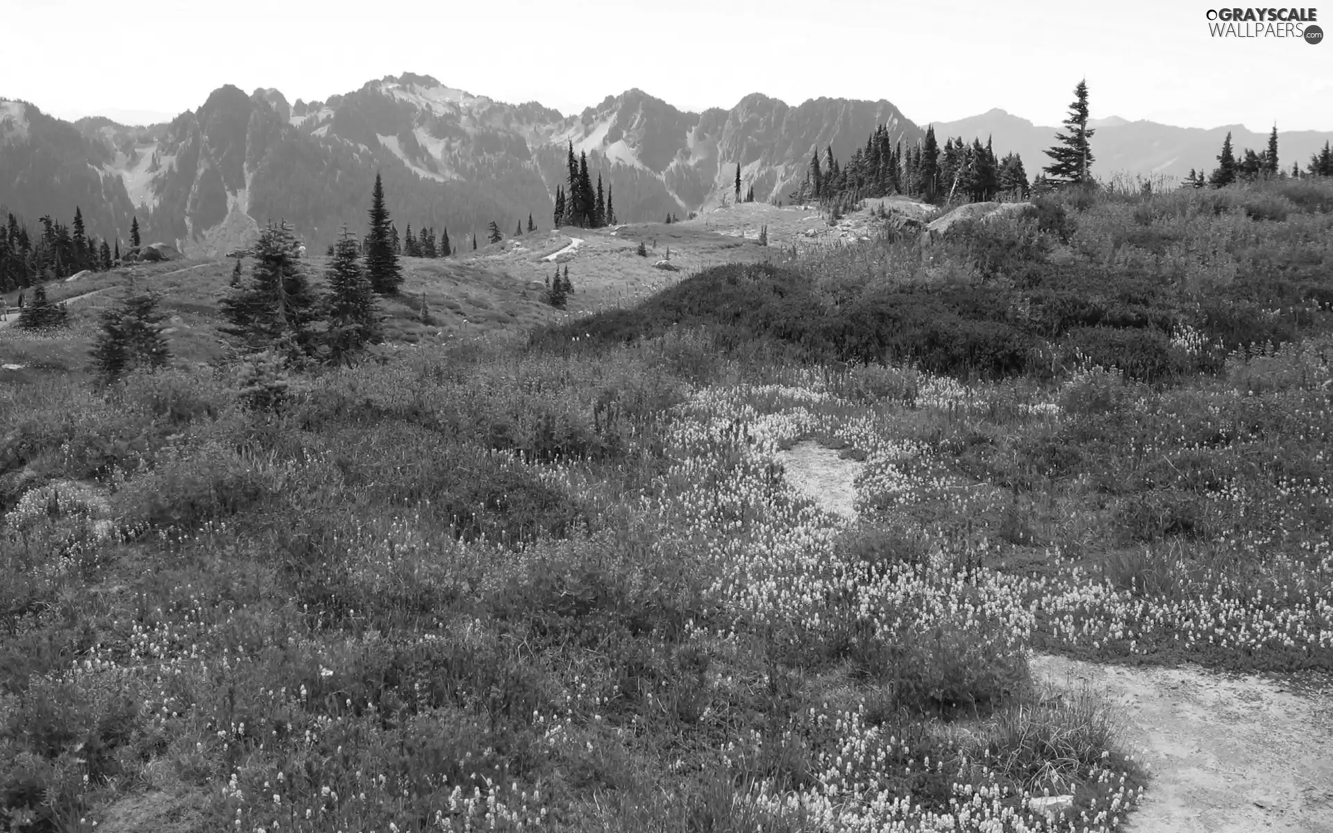 Meadow, Flowers, Mountains, car in the meadow