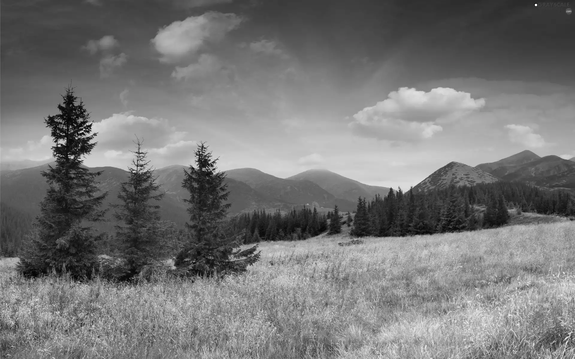 Mountains, medows, Flowers, woods