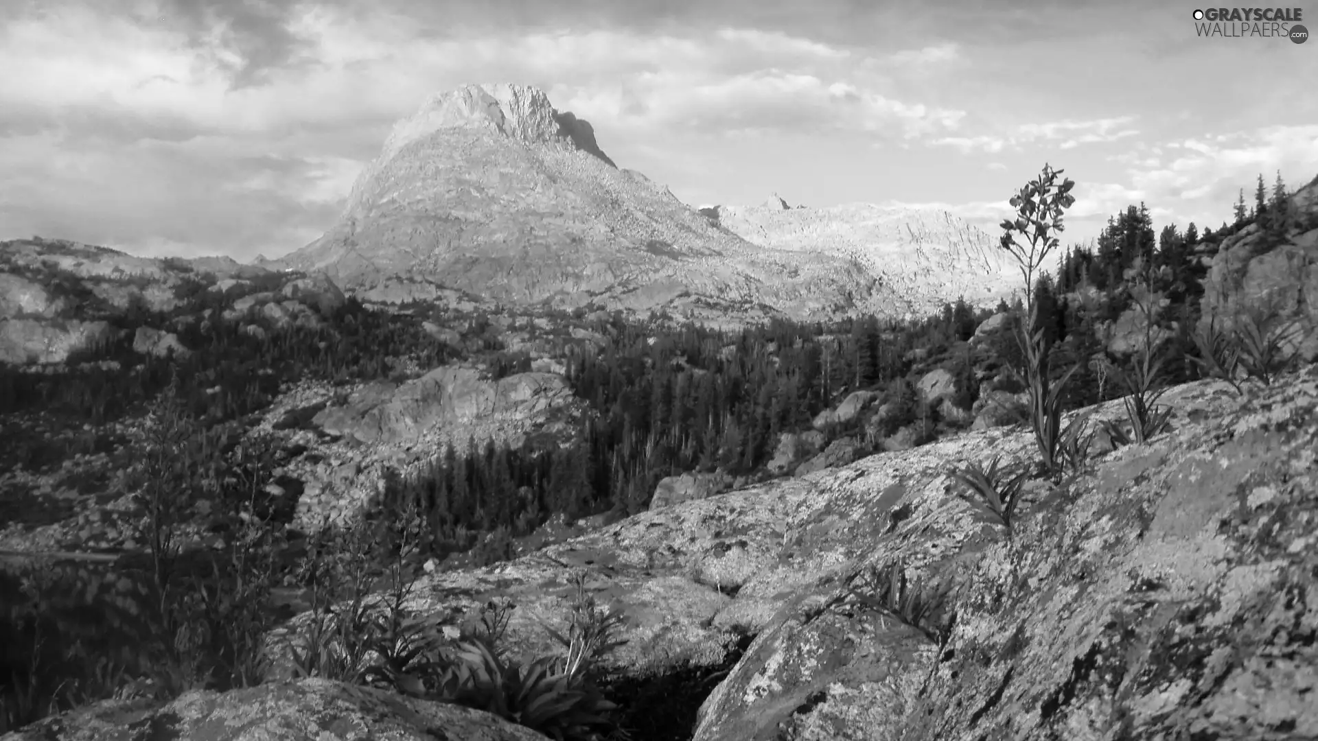 Mountains, rocks, Flowers, forest