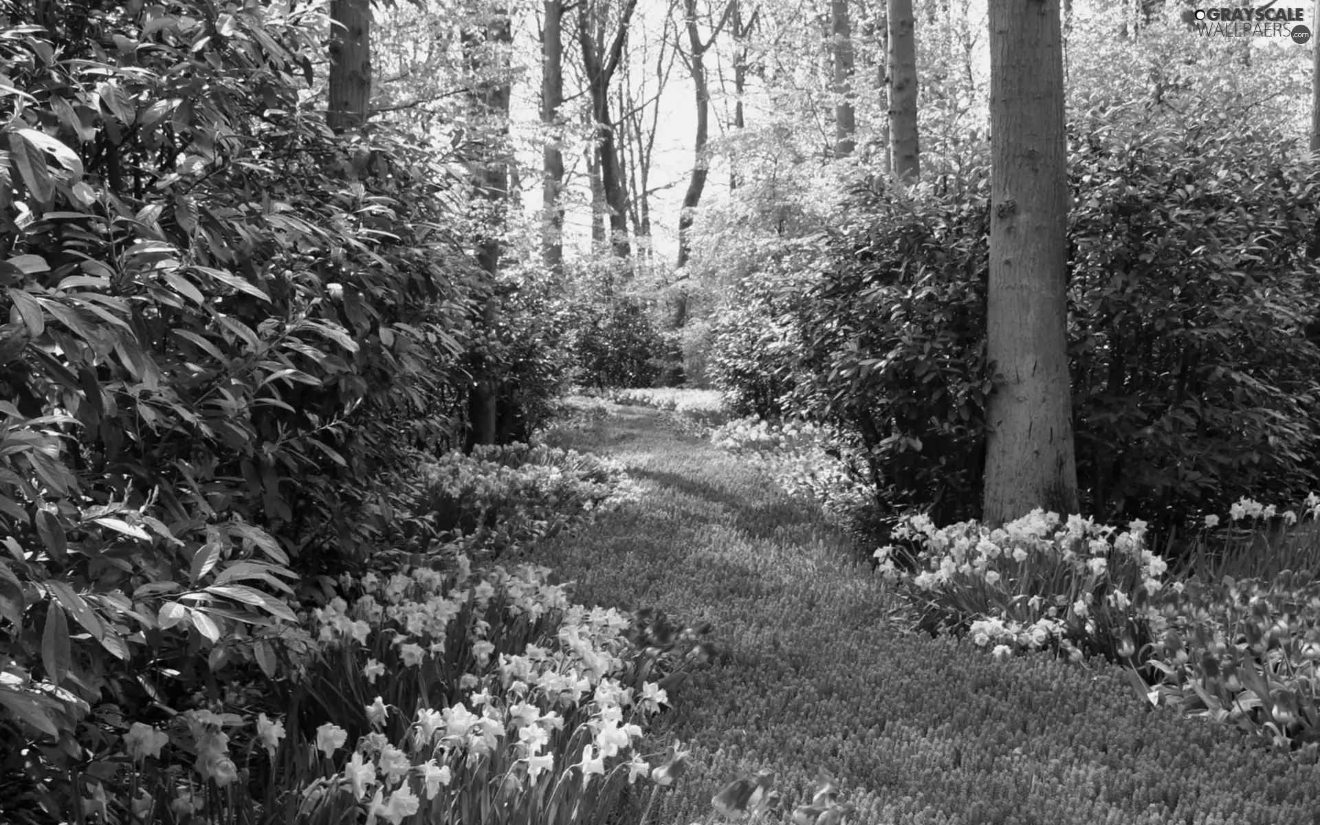 Park, Flowers