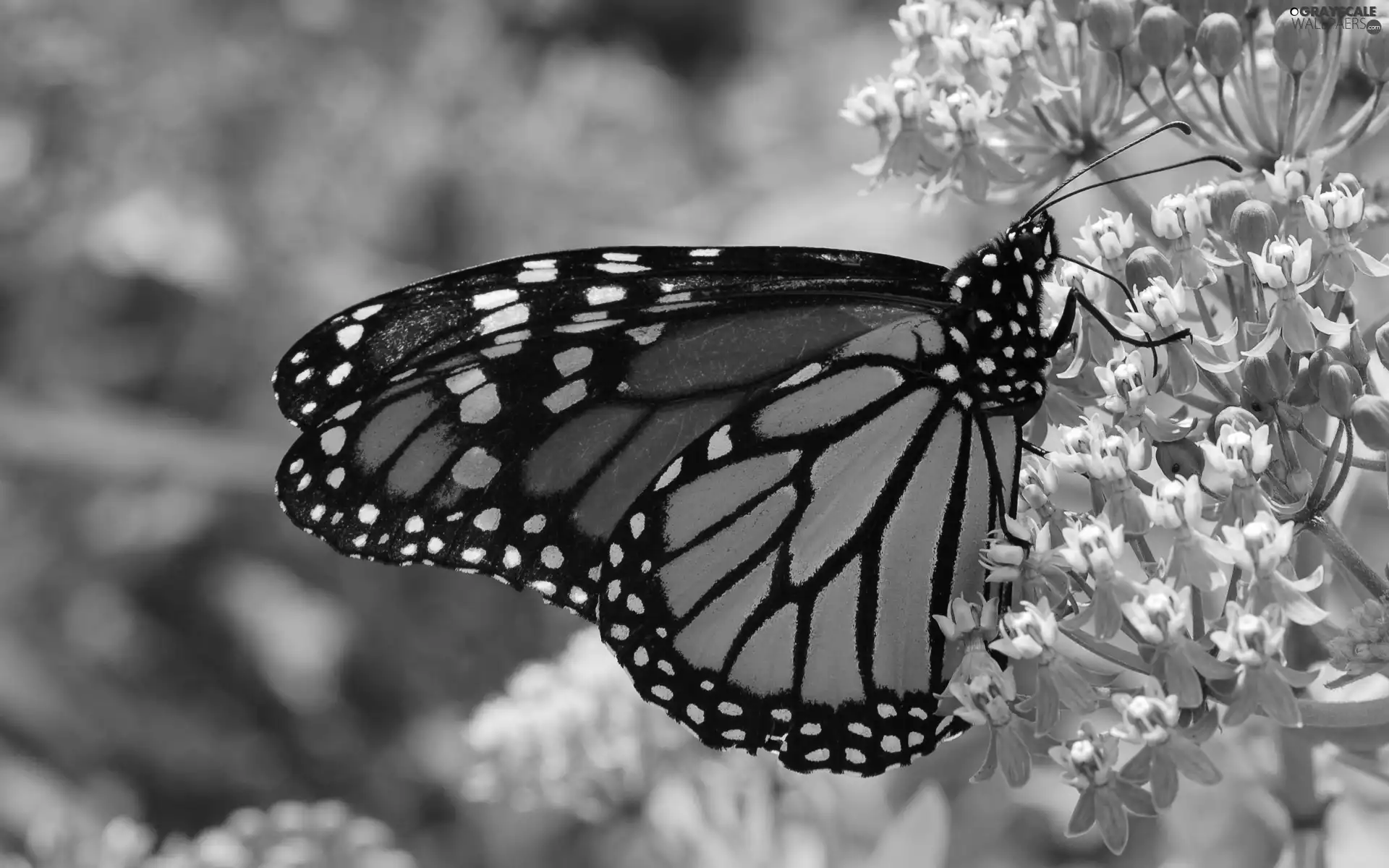 monarch, Pink, Flowers, butterfly