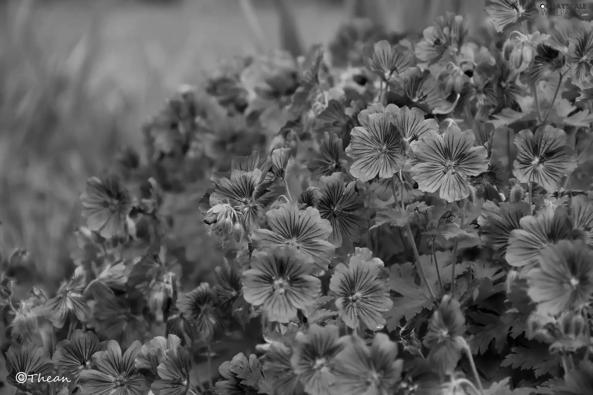 purple, Flowers