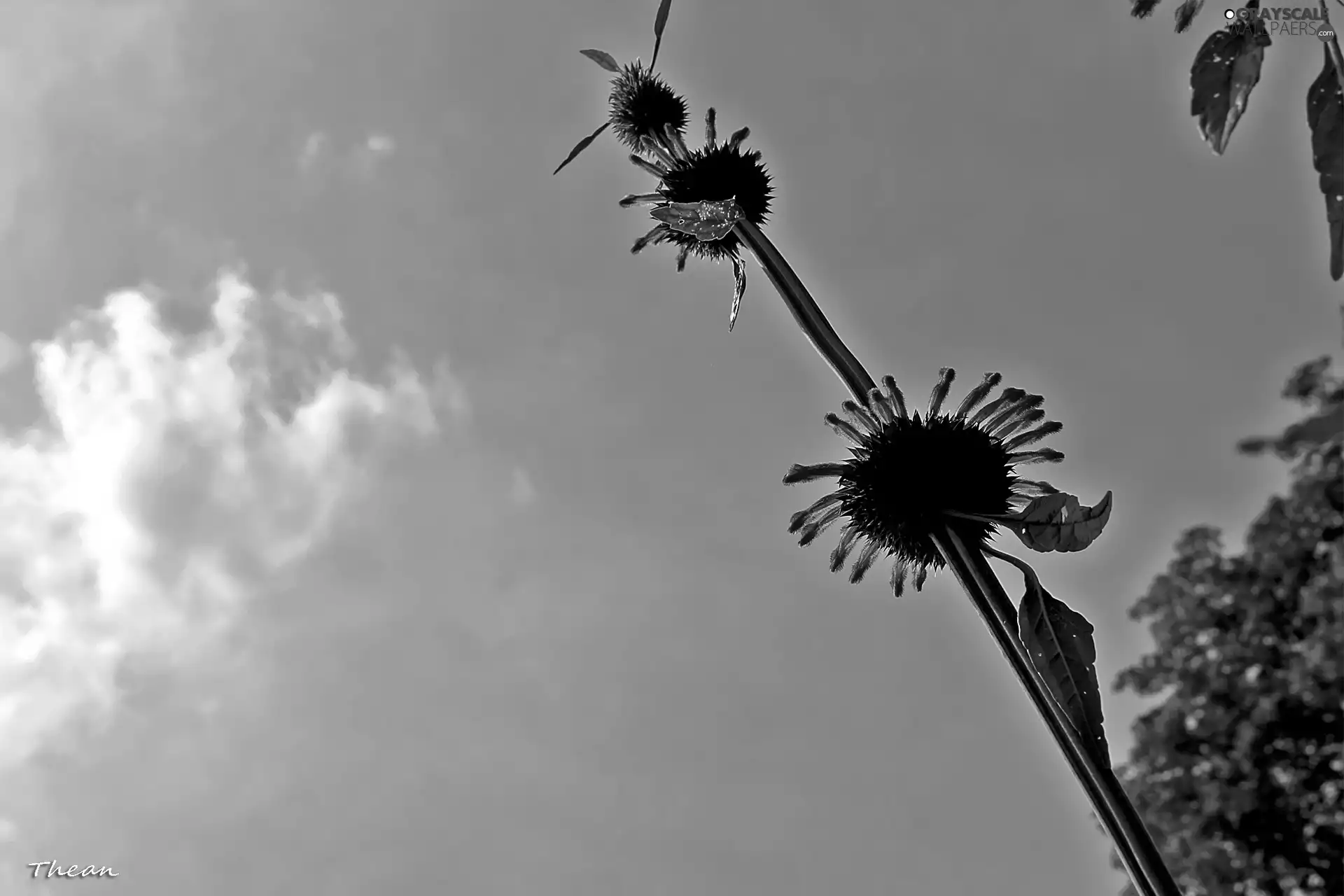 Flowers, plant, Red