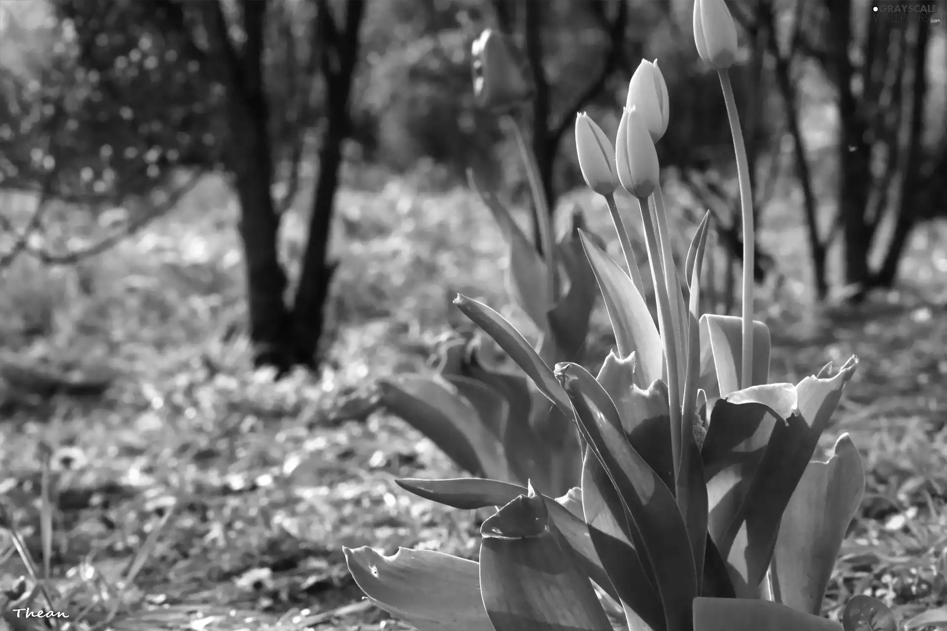 Flowers, Yellow, Tulips